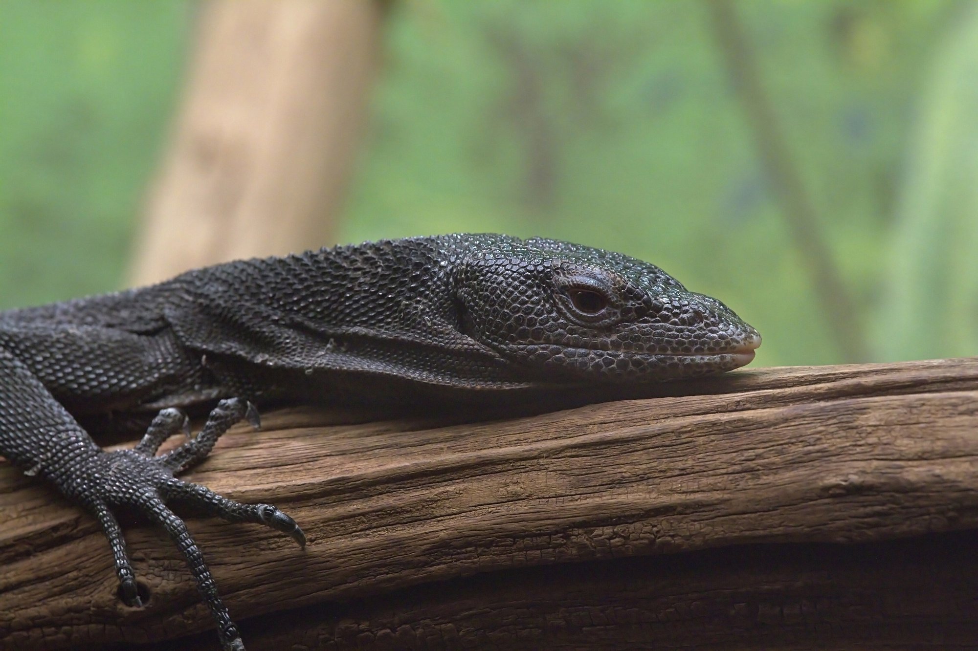 Schwarzer Baumwaran – Beccari (Varanus beccarii), typisches Aussehen der Art