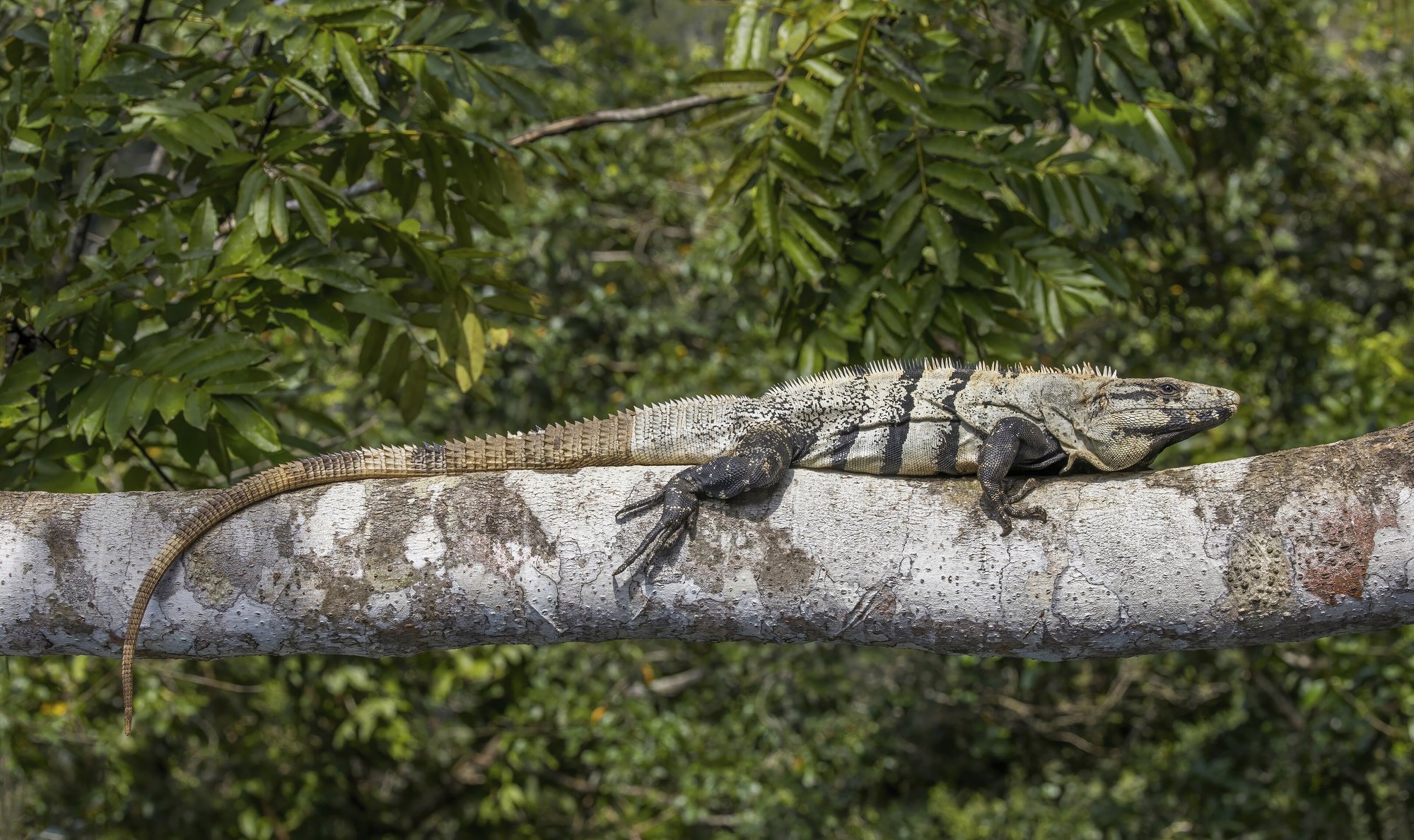 Schwarzer Stachelschwanzleguan (Ctenosaura similis), typisches Aussehen der Art