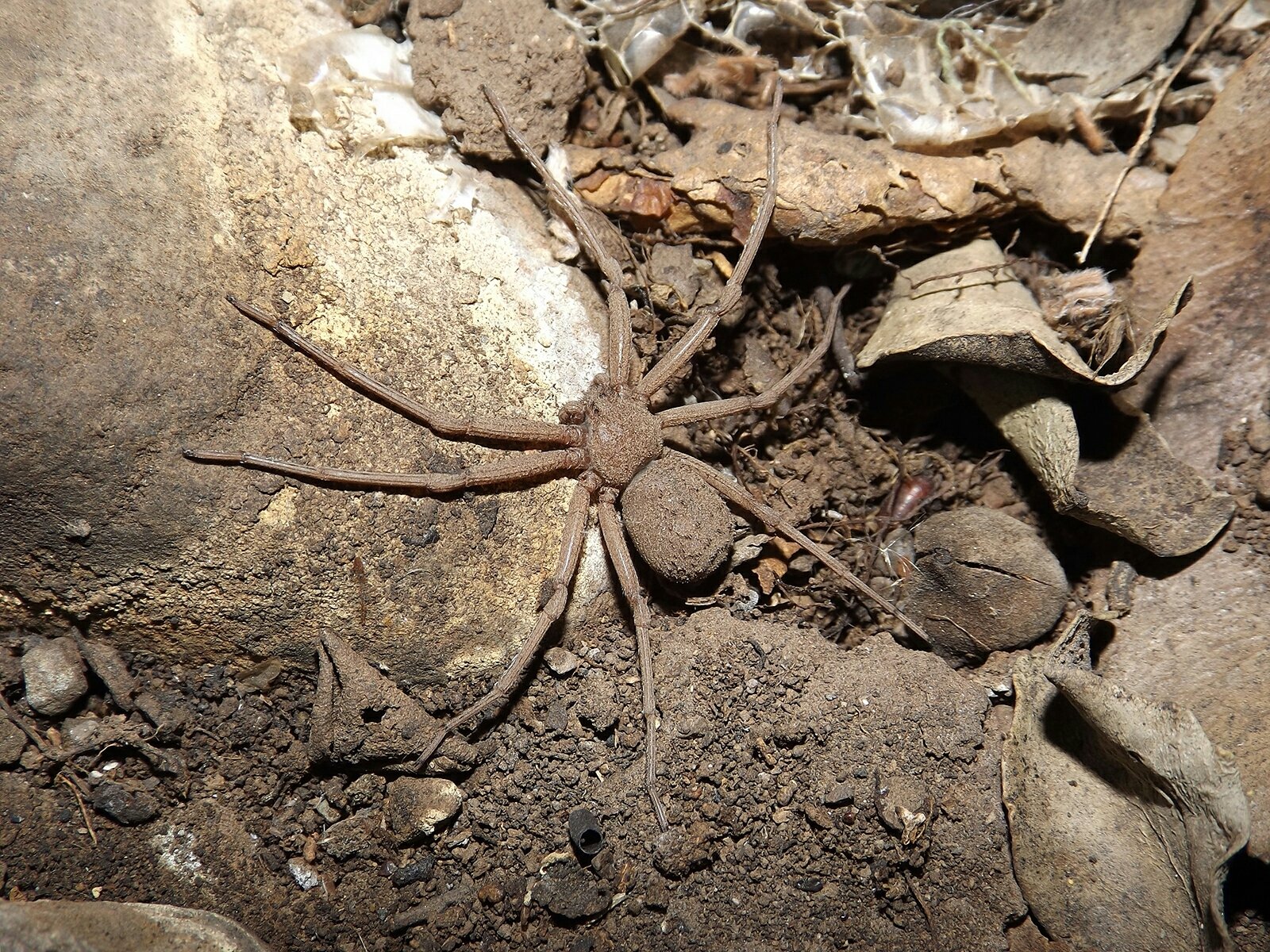 Sechsäugige Sandspinne (Sicarius thomisoides), typisches Aussehen der Art