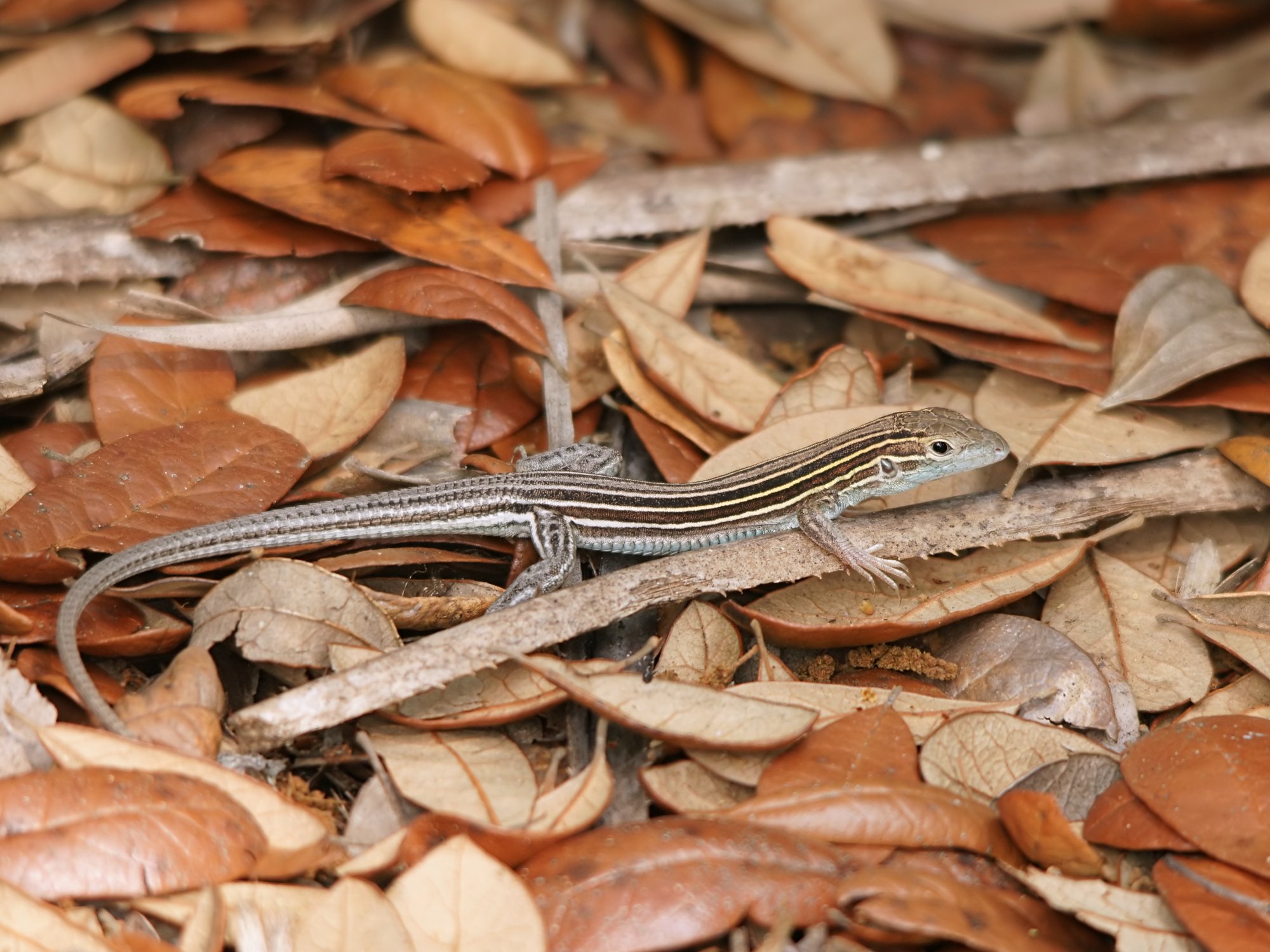 Sechsstreifen-Rennechse (Aspidoscelis sexlineata), typisches Aussehen der Art