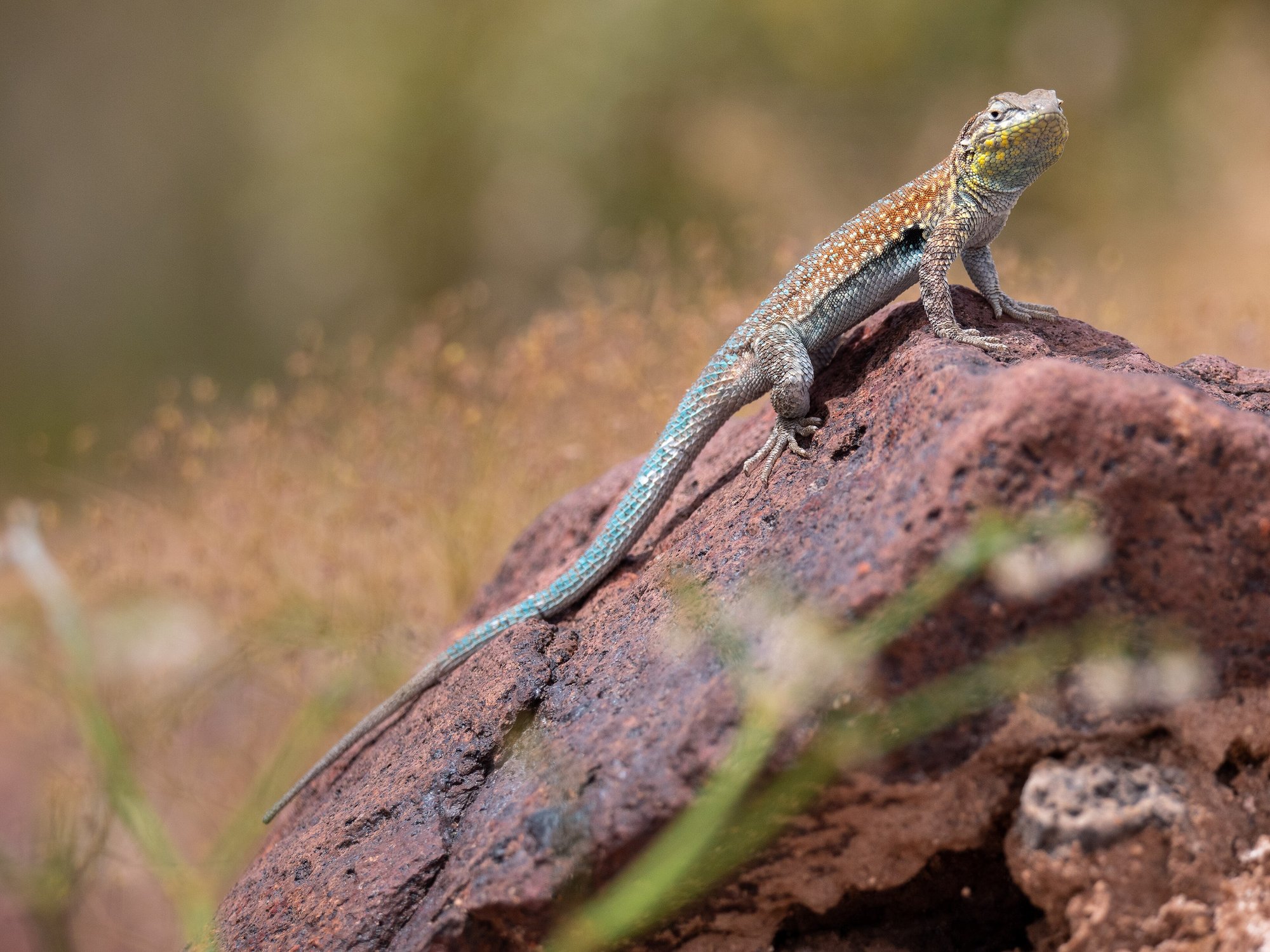 Seitenfleckleguan (Uta stansburiana), typisches Aussehen der Art
