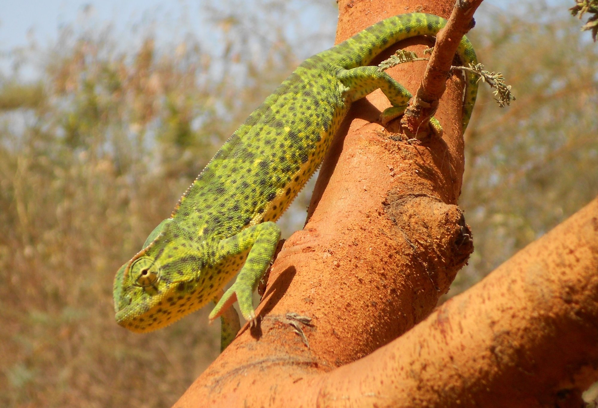 Senegal-Chamäleon (Chamaeleo senegalensis), typisches Aussehen der Art