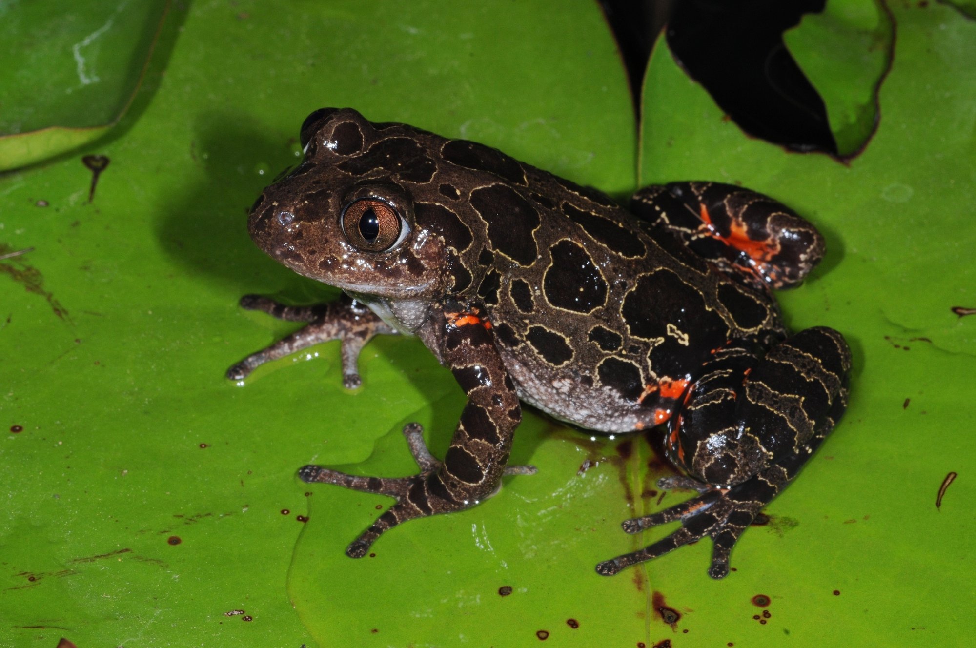 Senegal-Lauffrosch (Kassina maculata), typisches Aussehen der Art