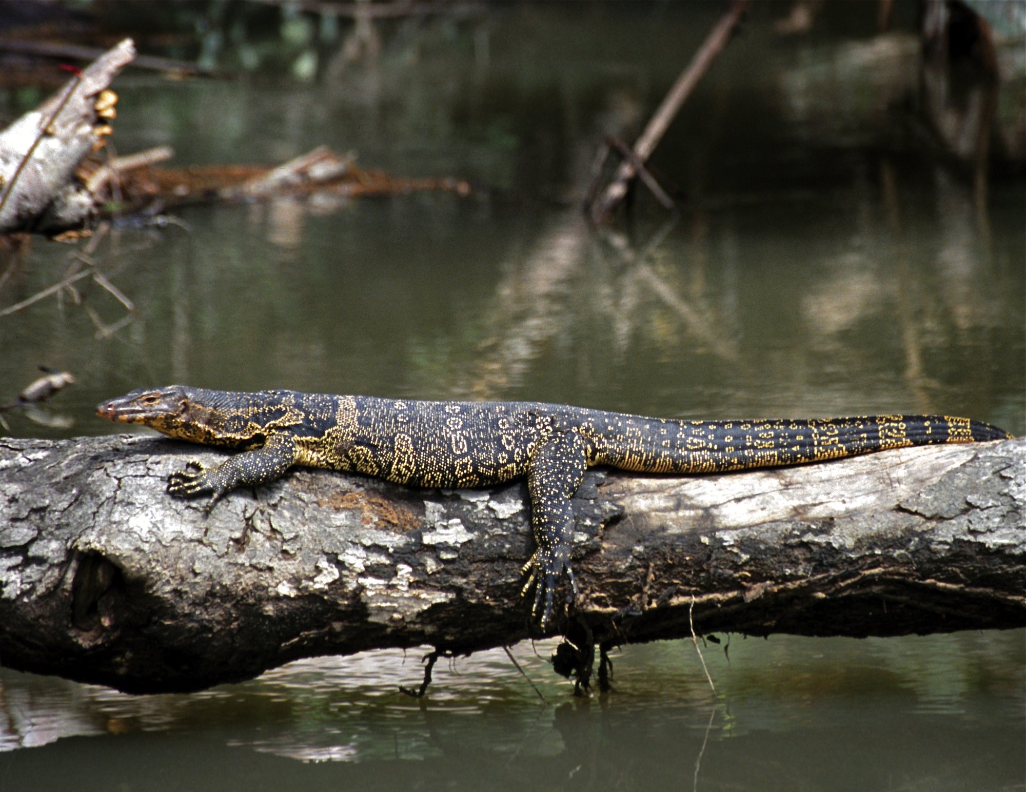 Siam-Bindenwaran (Varanus salvator macromaculatus), typisches Aussehen der Art