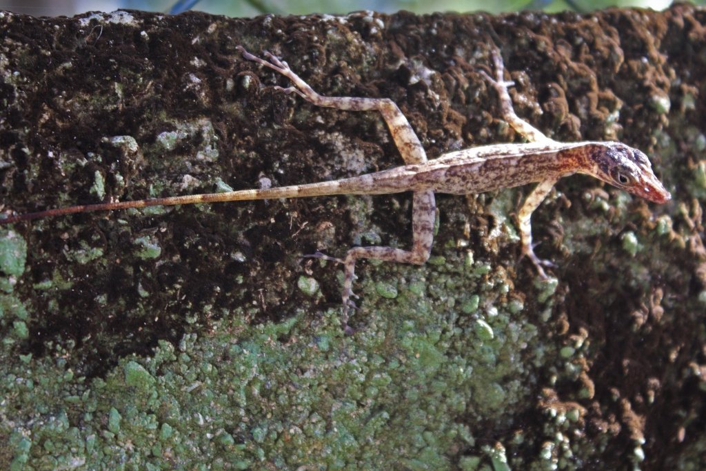 Silber-Anolis (Anolis argenteolus), typisches Aussehen der Art