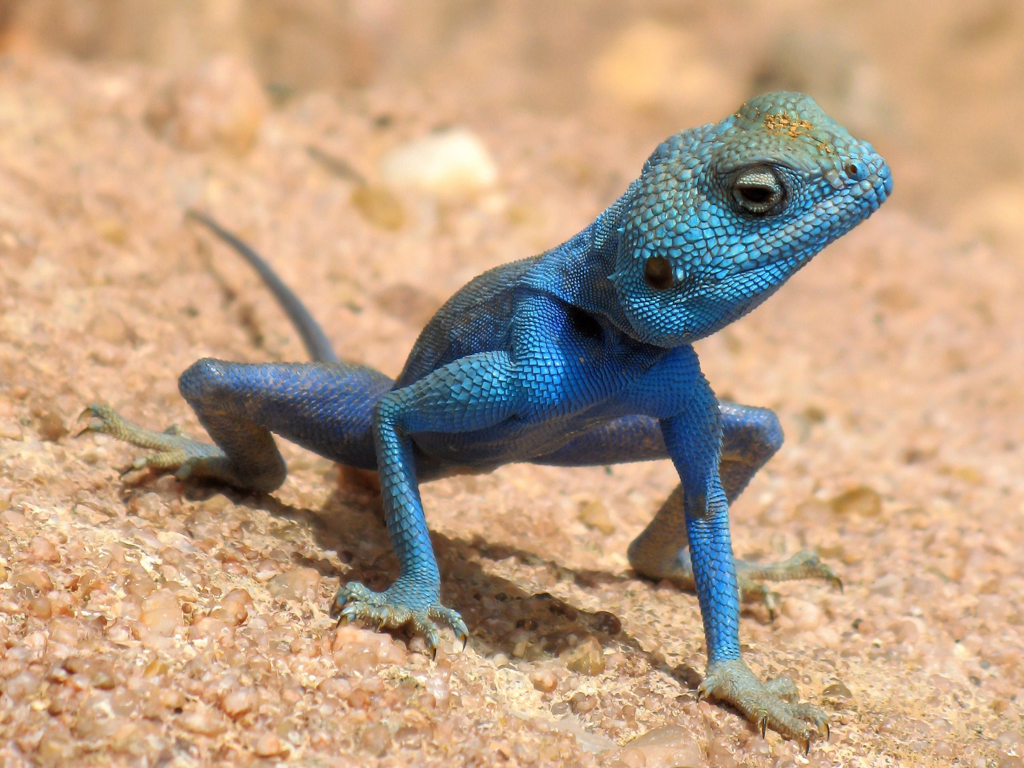Sinai-Agame (Pseudotrapelus sinaitus), typisches Aussehen der Art