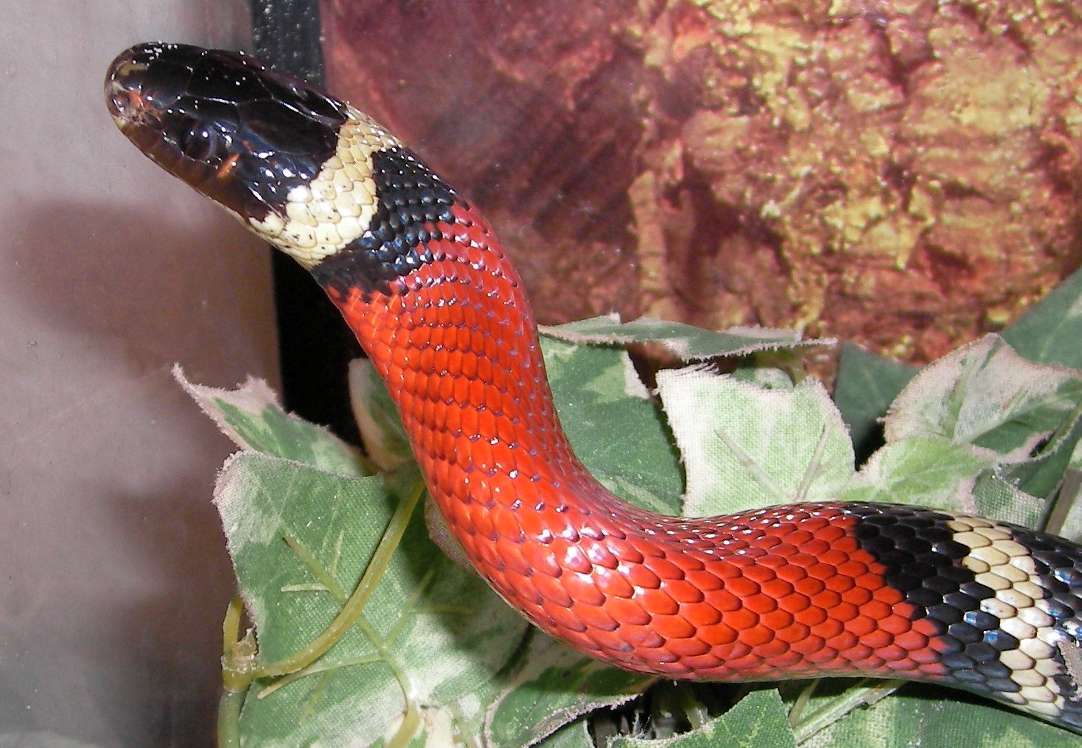 Sinaloaner Milchnatter (Lampropeltis triangulum sinaloae), typisches Aussehen der Art
