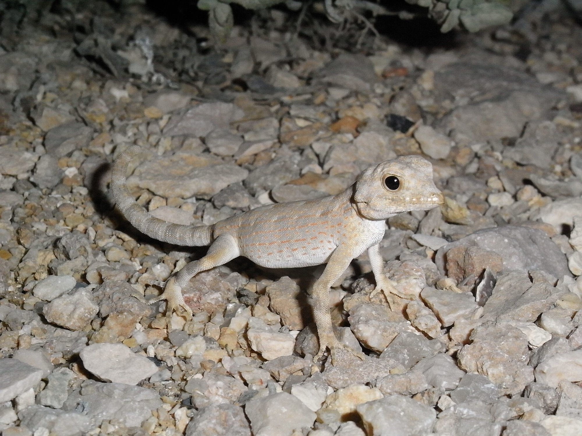 Skorpionschwanzgecko (Pristurus carteri), typisches Aussehen der Art
