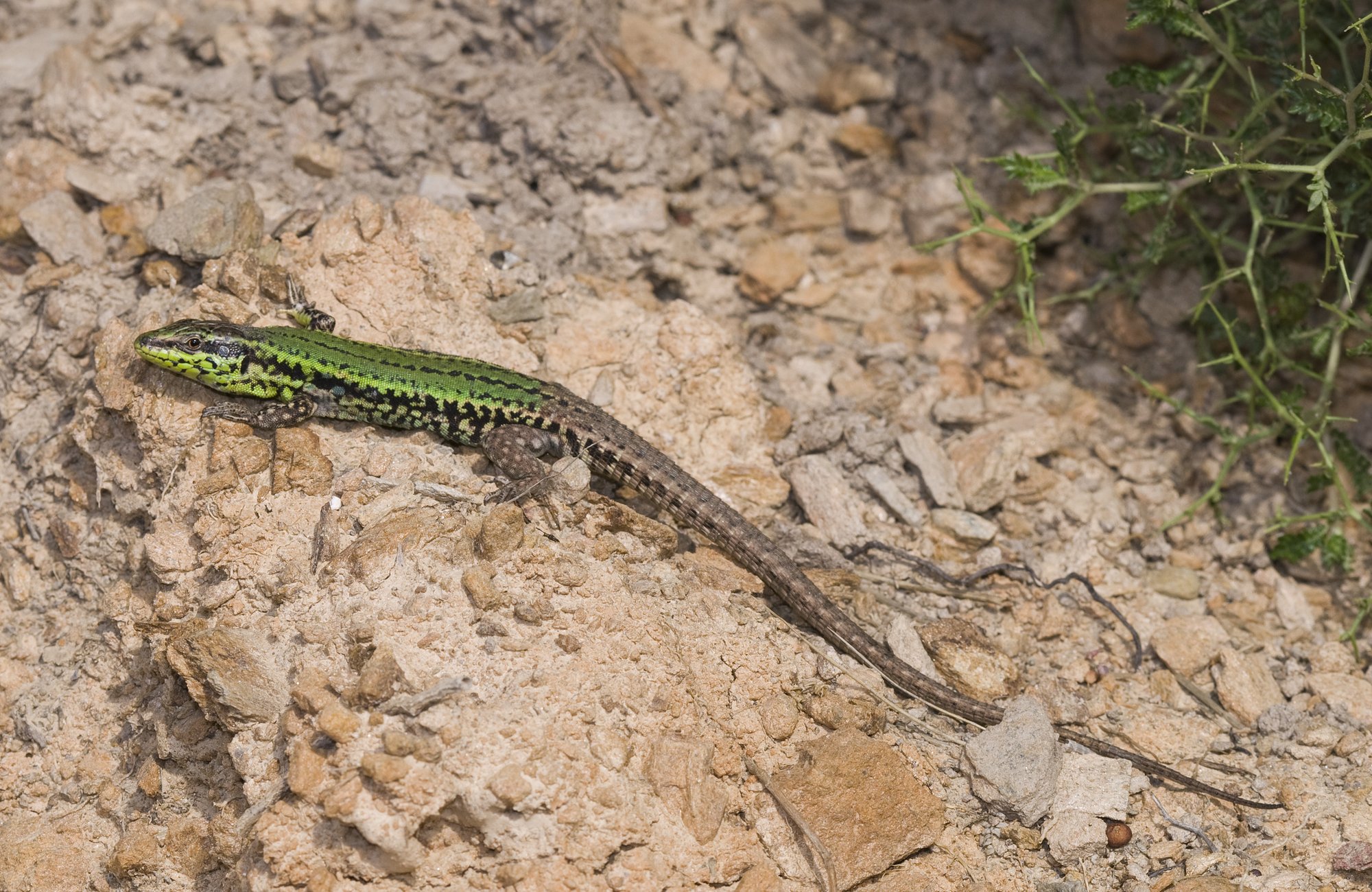Skyros-Mauereidechse (Podarcis gaigeae), typisches Aussehen der Art