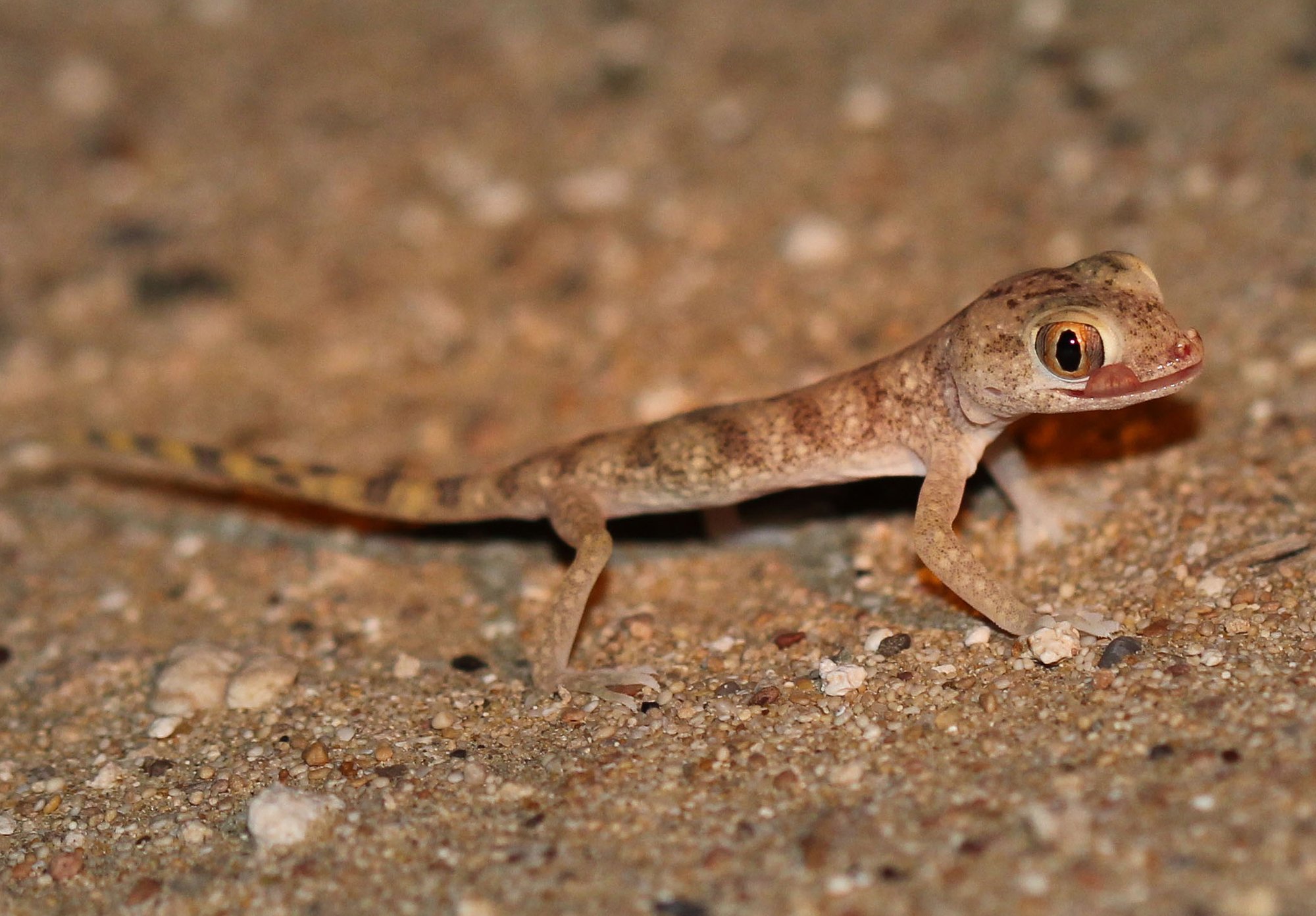 Slevins Dünnfingergecko (Stenodactylus slevini), typisches Aussehen der Art