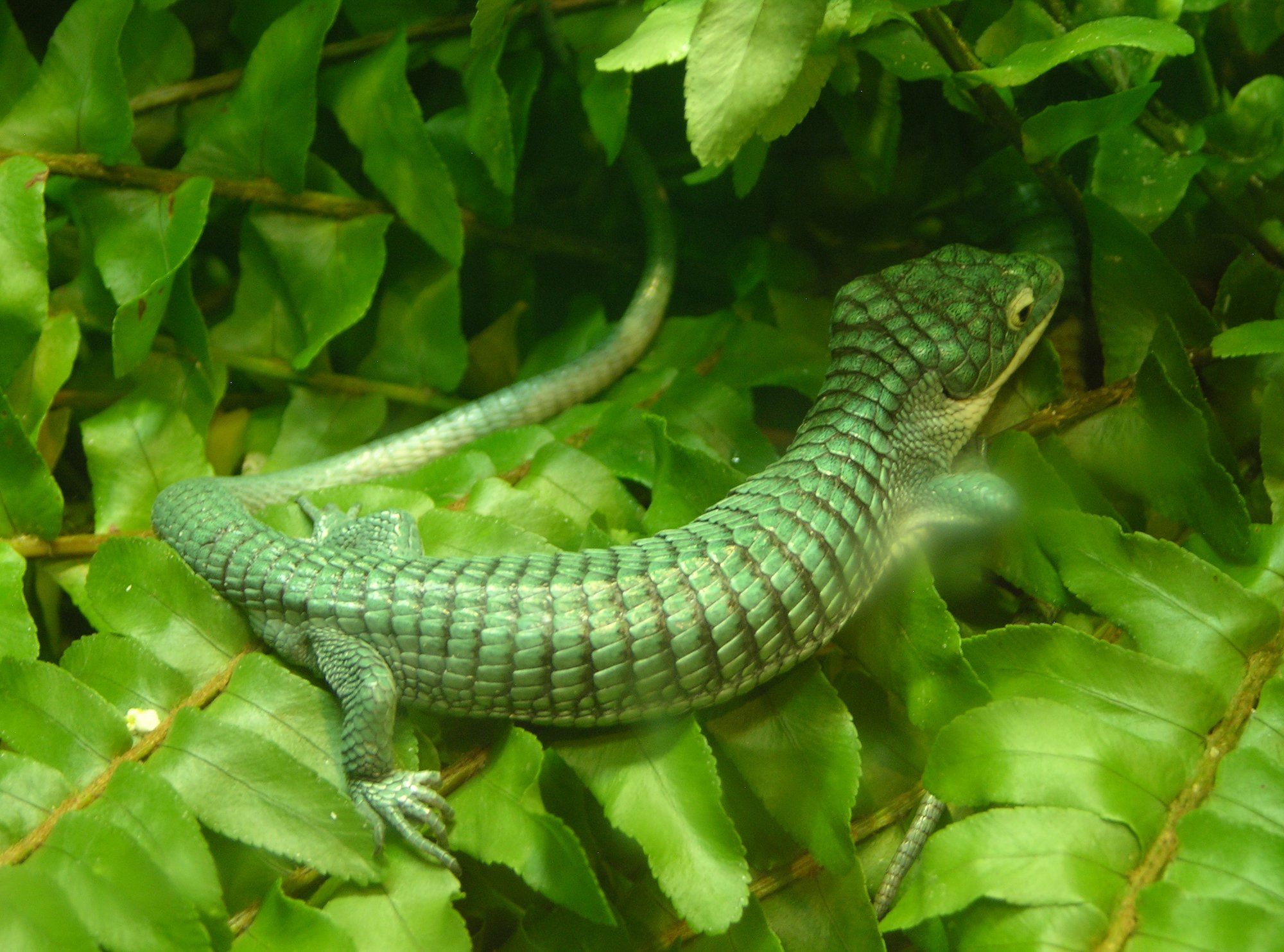 Smaragd-Baumschleiche (Abronia graminea), typisches Aussehen der Art