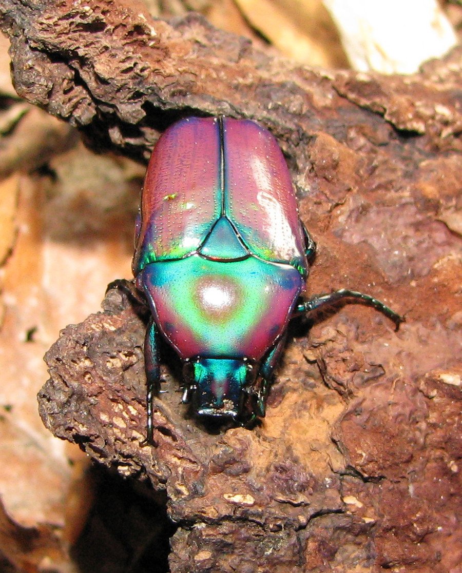 Smaragd-Rosenkäfer (Chlorocala africana), typisches Aussehen der Art