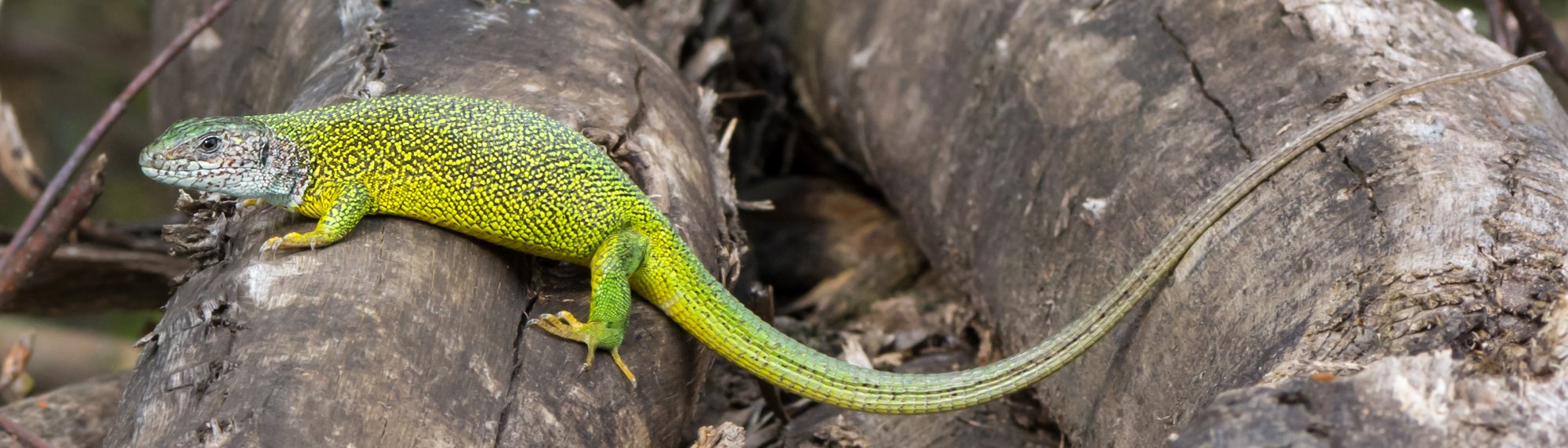 Smaragdeidechse (Lacerta viridis), typisches Aussehen der Art