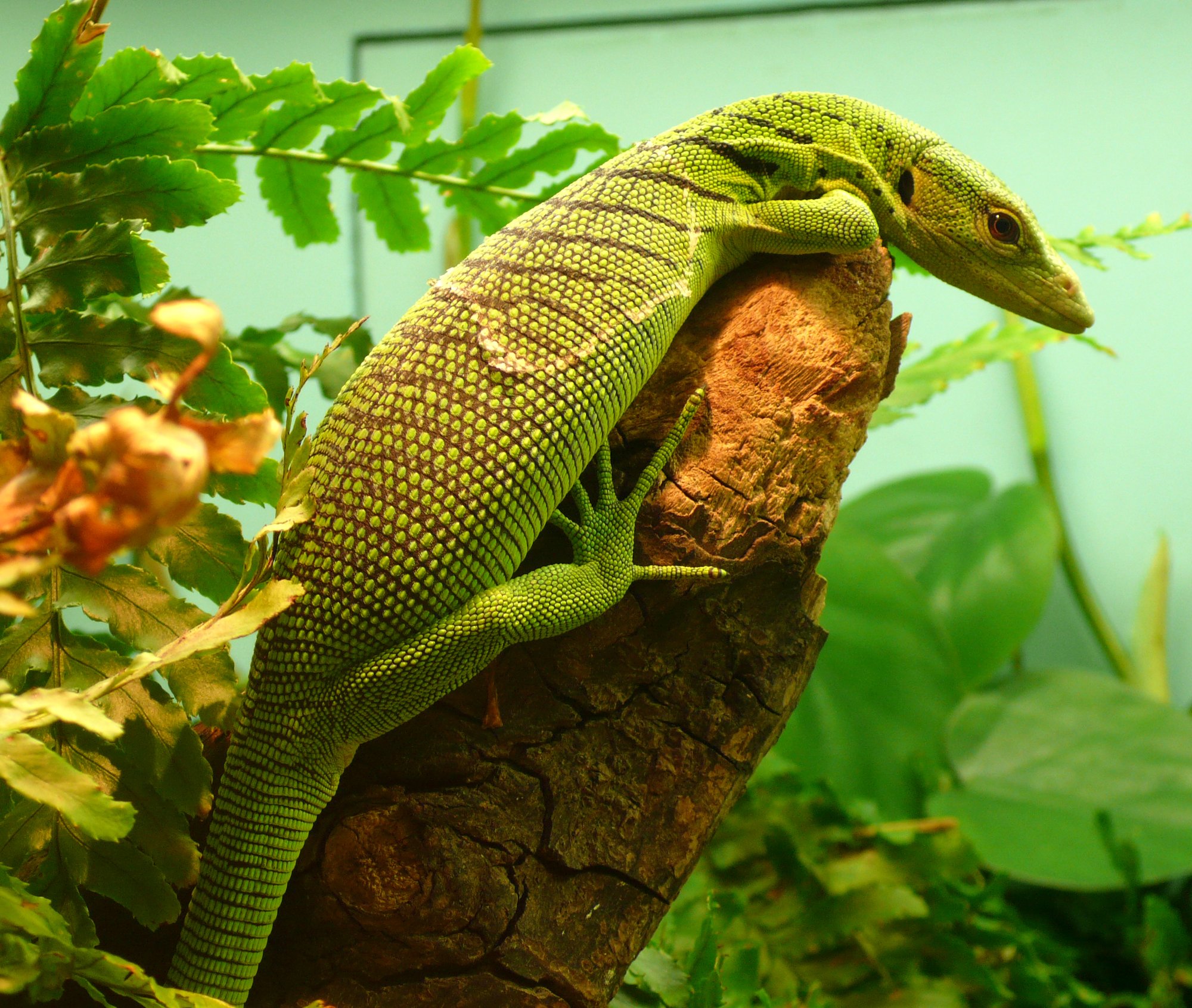 Smaragdwaran / Grüner Baumwaran (Varanus prasinus), typisches Aussehen der Art