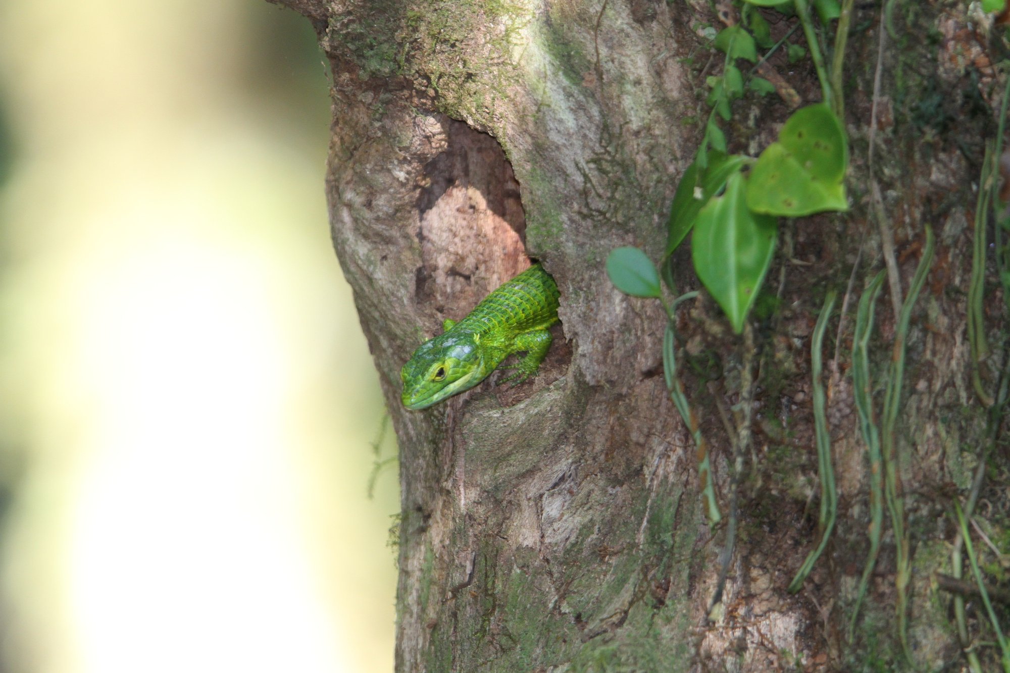 Smith-Baumschleiche (Abronia smithi), typisches Aussehen der Art