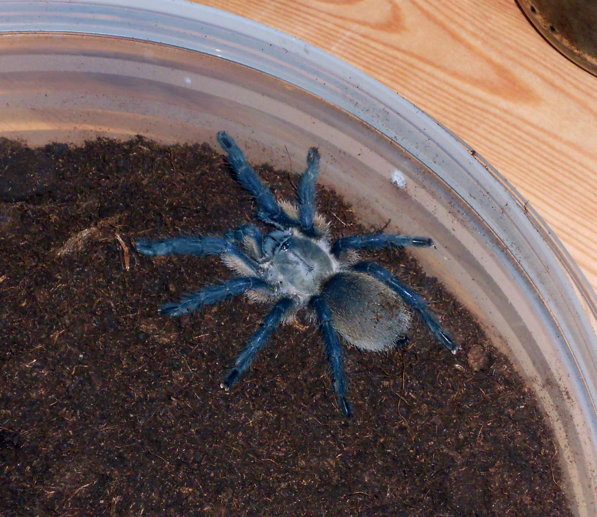 Socotra-Insel-Vogelspinne (Monocentropus balfouri), typisches Aussehen der Art