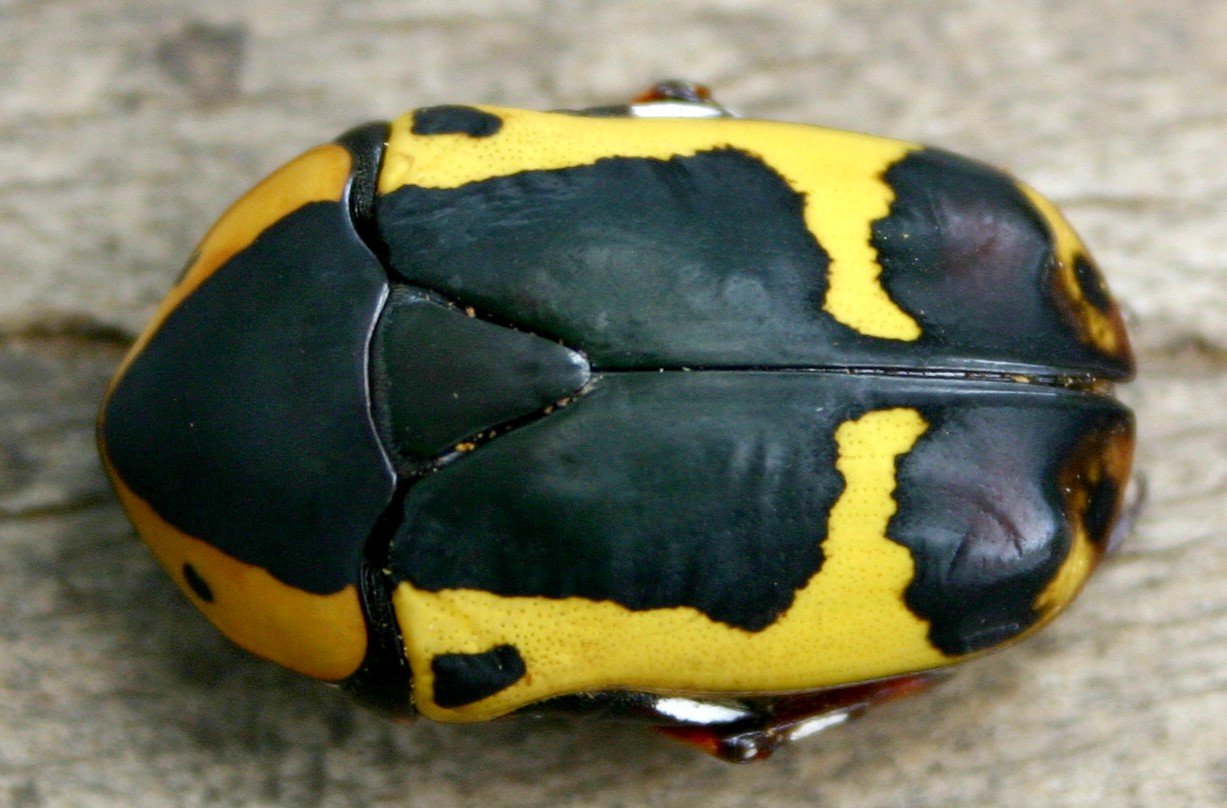 Sonnenkäfer (Pachnoda sinuata), typisches Aussehen der Art