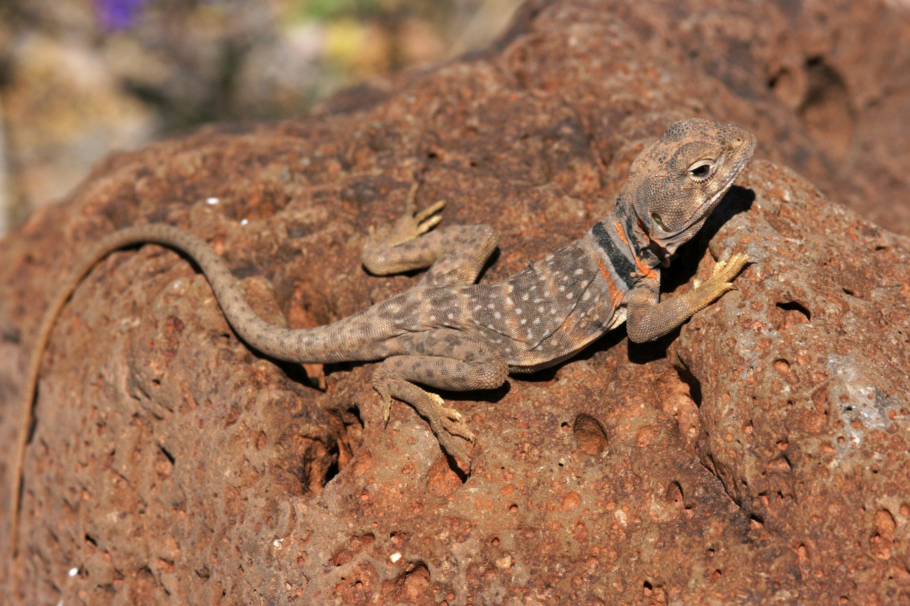 Sonora-Halsbandleguan (Crotaphytus nebrius), typisches Aussehen der Art