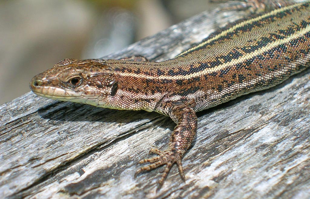 Spanische Mauereidechse (Podarcis hispanicus), typisches Aussehen der Art