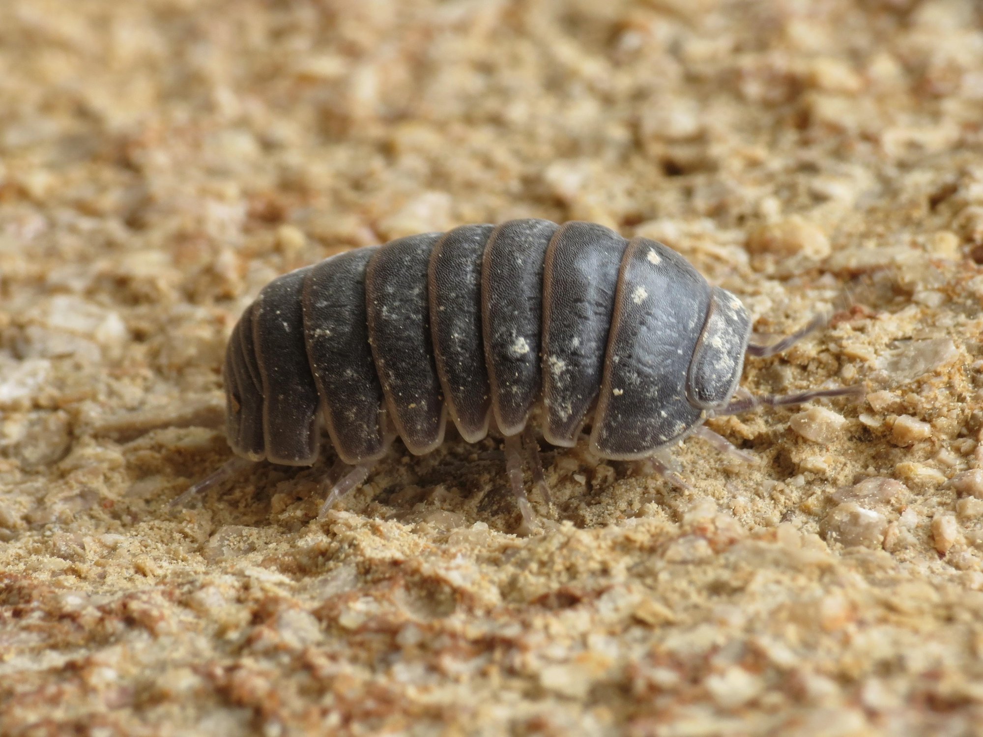 Spanische Rollassel (Armadillo officinalis), typisches Aussehen der Art