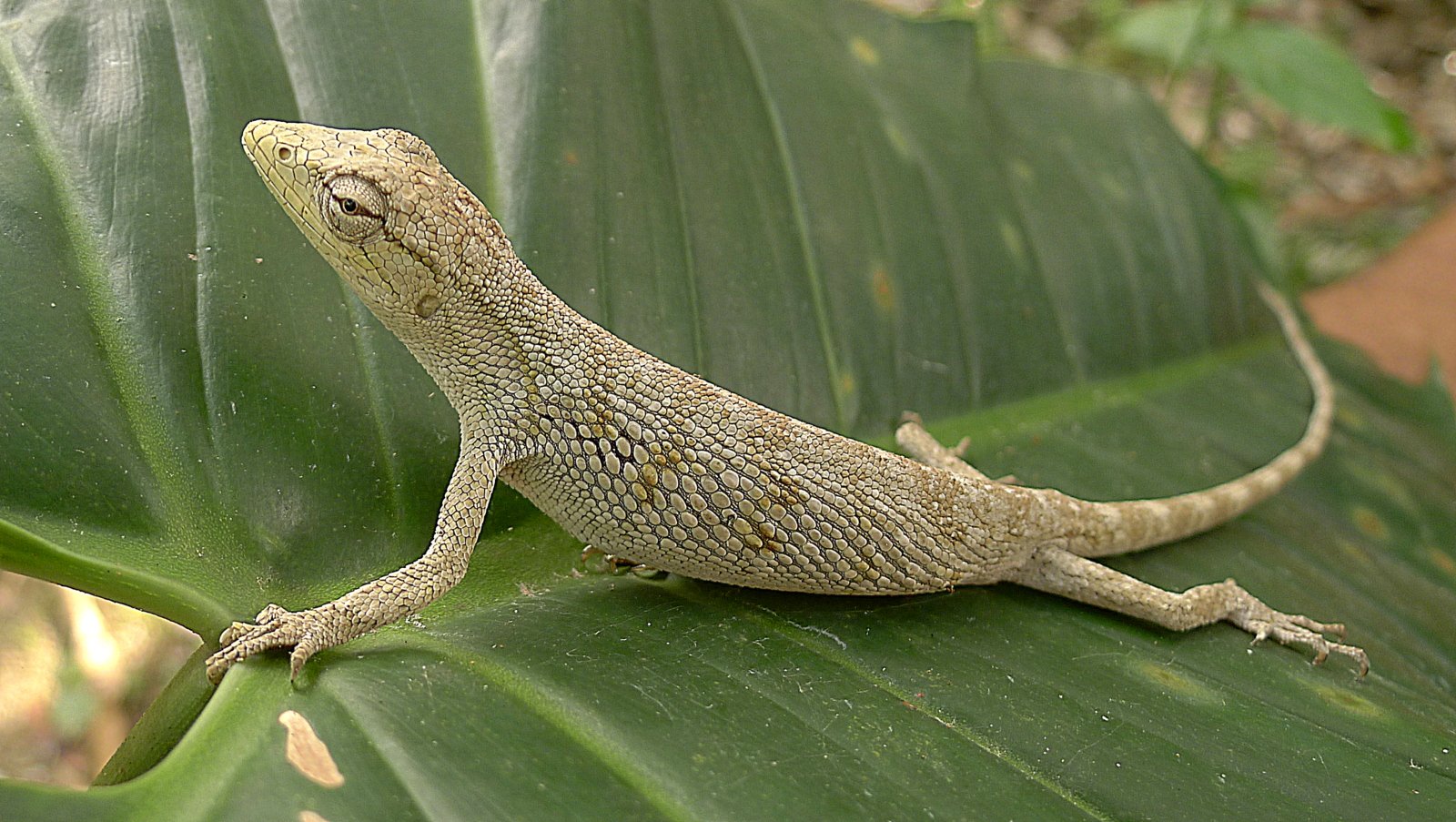 Spitzkopf-Buntleguan (Polychrus acutirostris), typisches Aussehen der Art