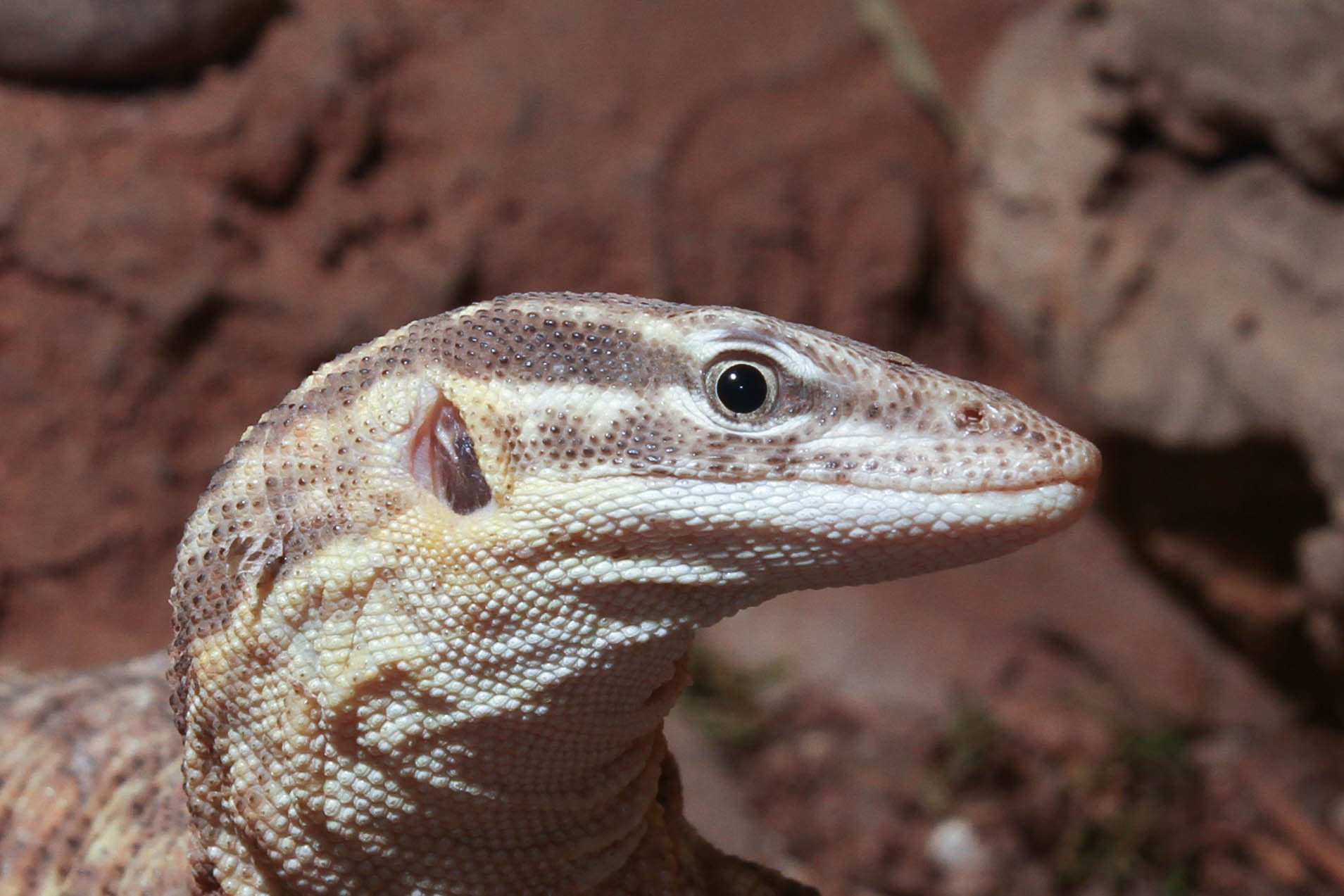 Stachelschwanzwaran (Varanus acanthurus), typisches Aussehen der Art