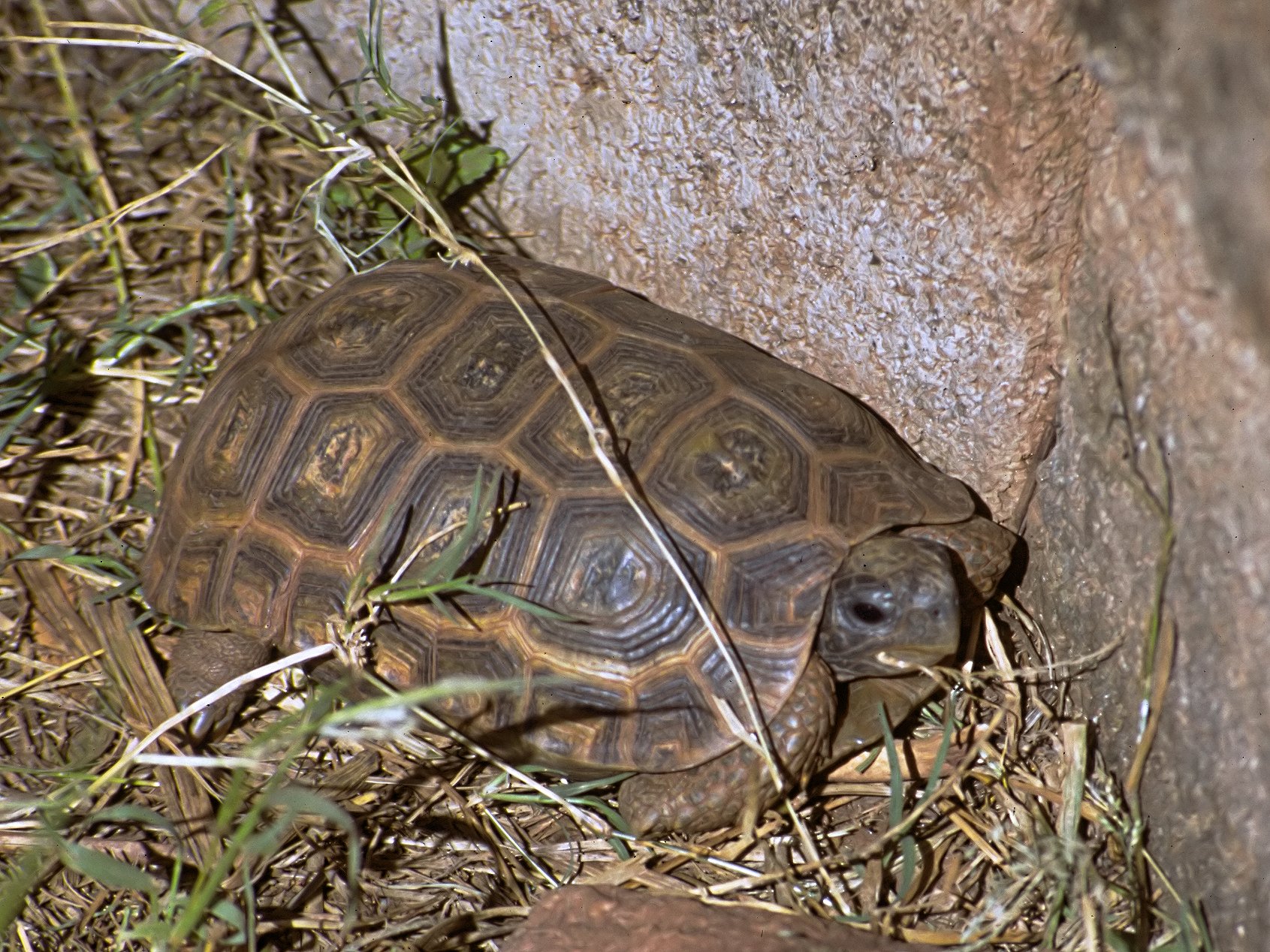 Sporenklappschildkröte (Kinixys spekii), typisches Aussehen der Art