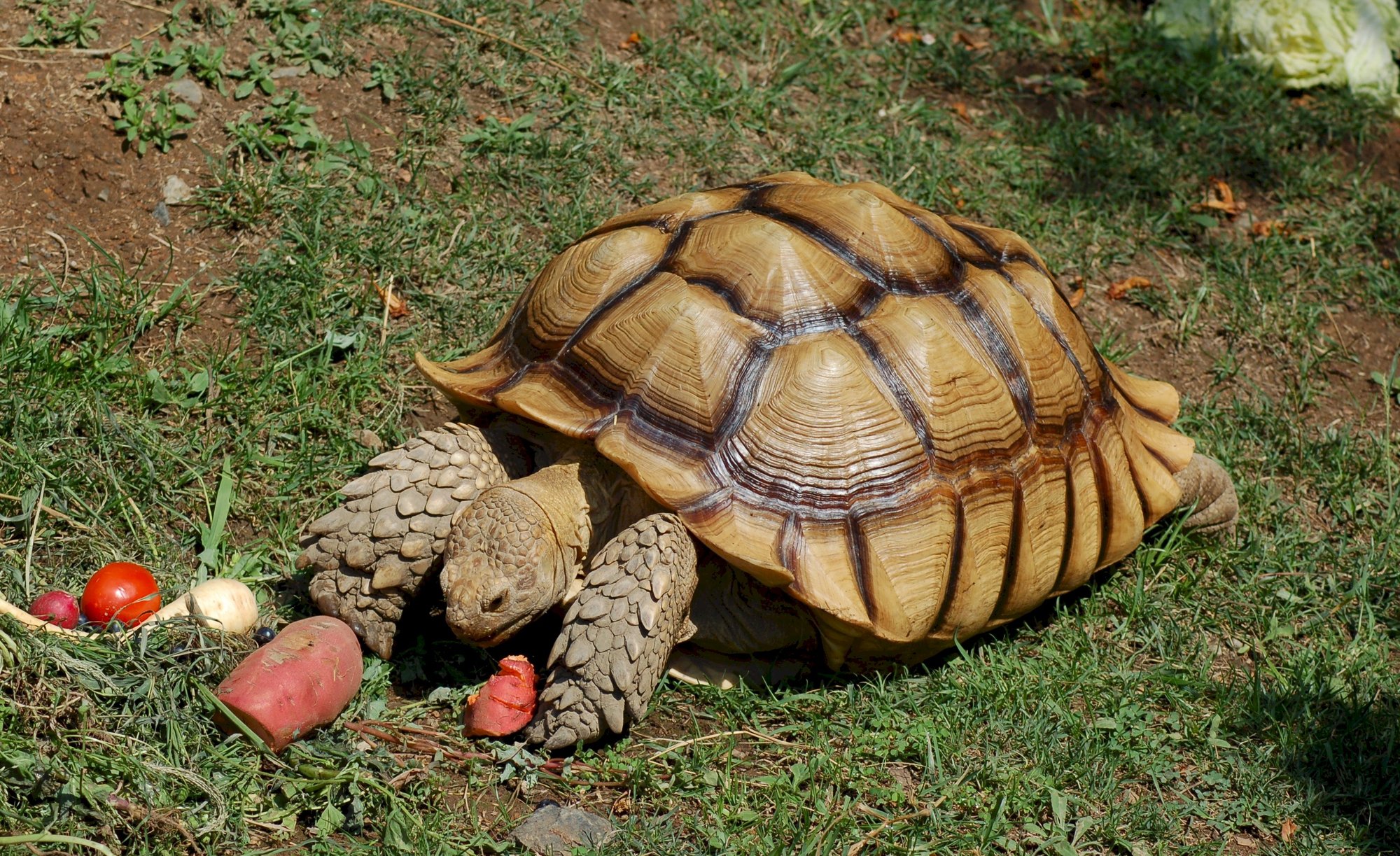 Spornschildkröte (Centrochelys sulcata), typisches Aussehen der Art