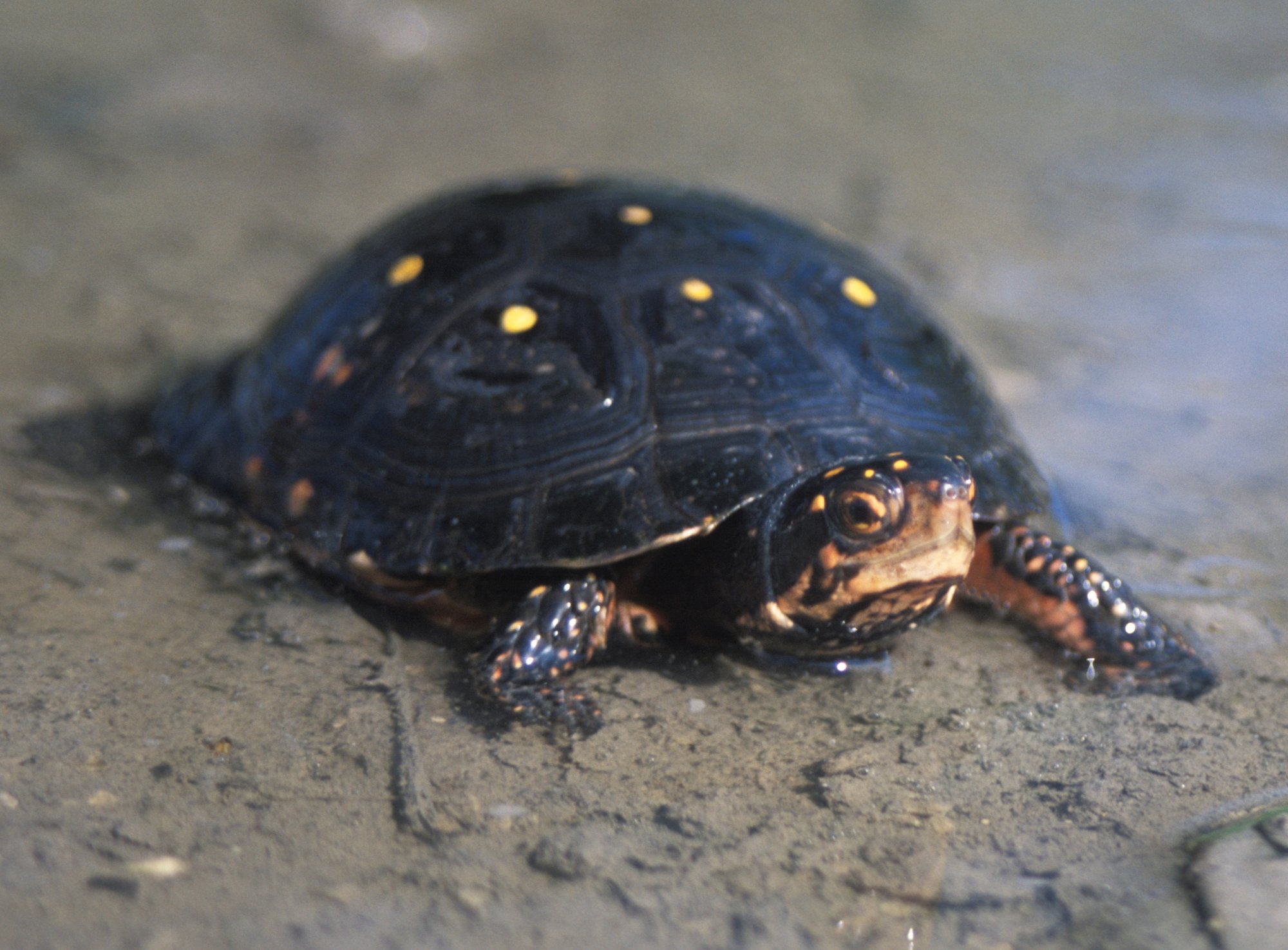 Spotted Turtle (Clemmys guttata), typisches Aussehen der Art