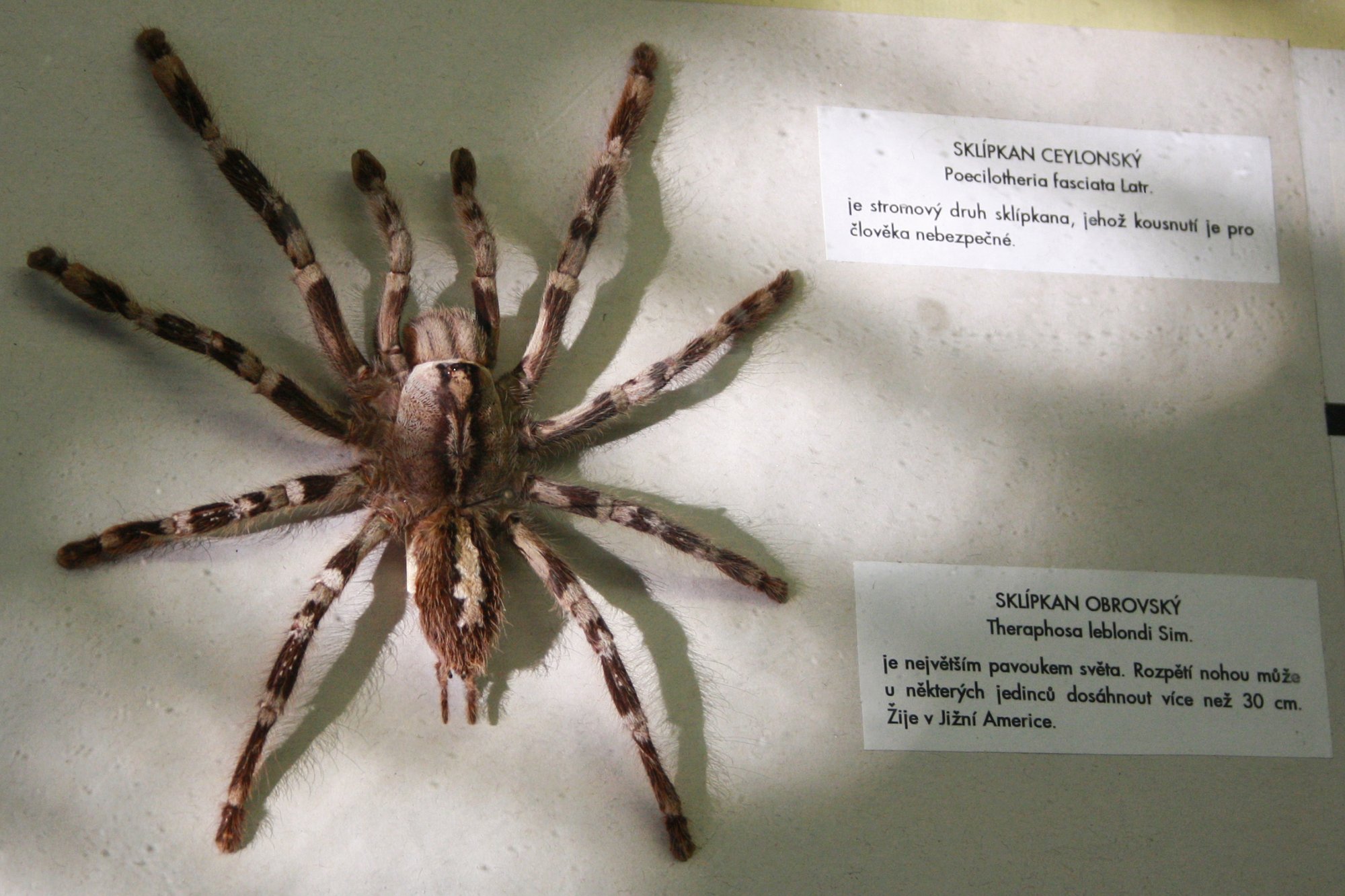 Sri-Lanka-Ornament-Vogelspinne (Poecilotheria fasciata), typisches Aussehen der Art