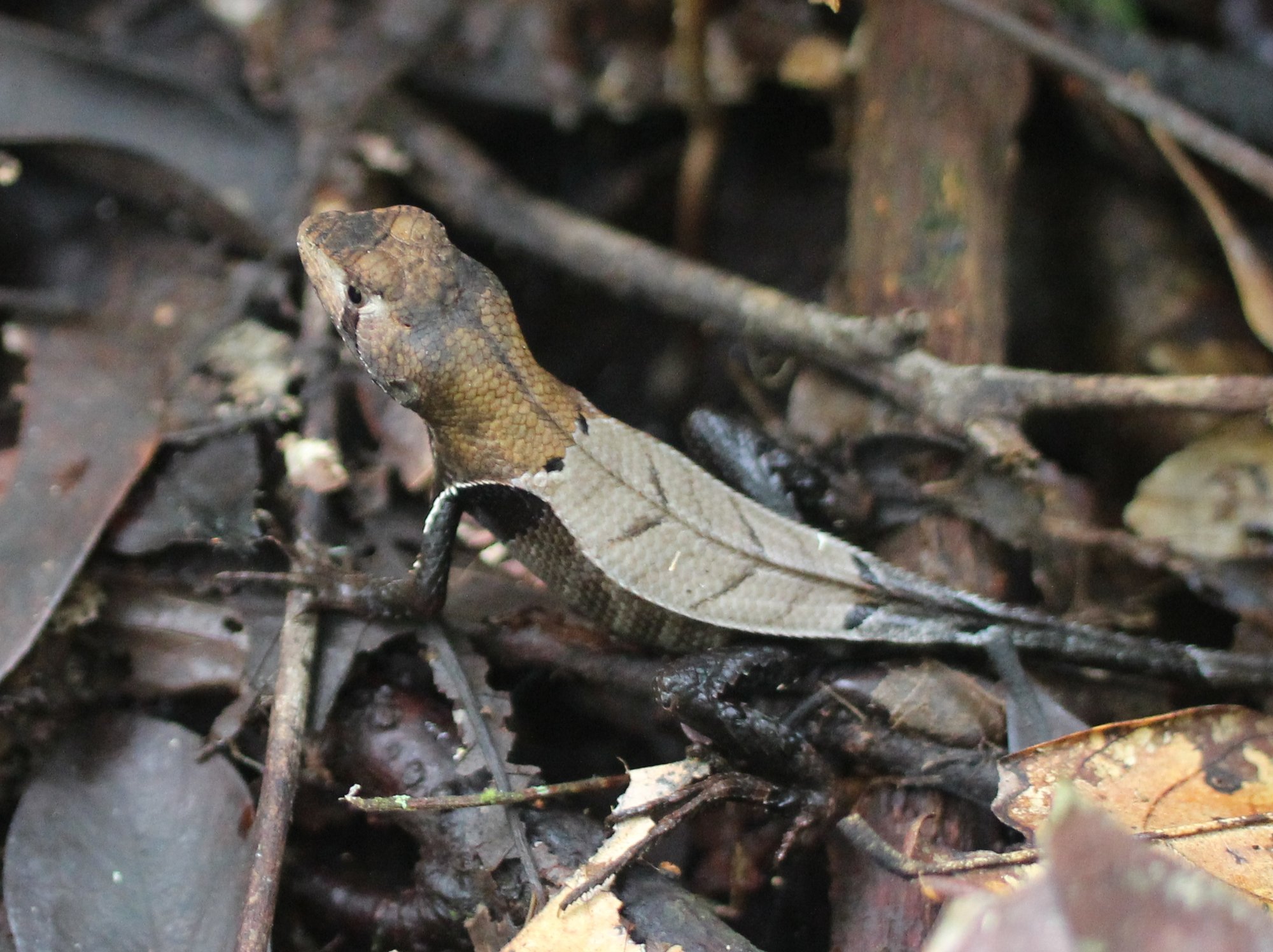 Stachelschwanz-Erdleguan (Stenocercus fimbriatus), typisches Aussehen der Art