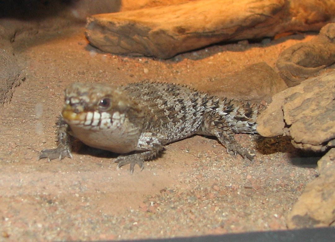 Stachelschwanzskink (Egernia depressa), typisches Aussehen der Art