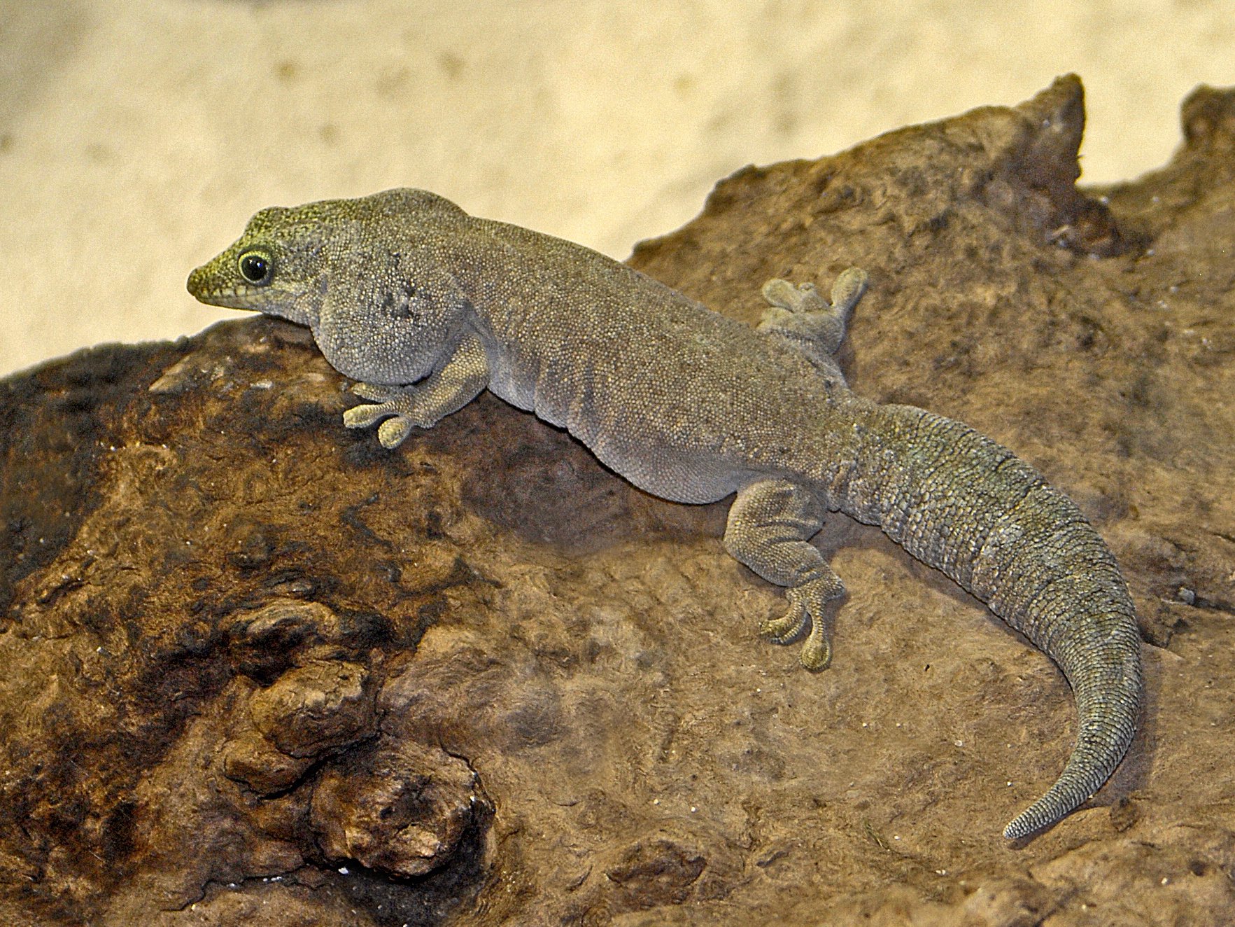 Standing Taggecko (Phelsuma standingi), typisches Aussehen der Art