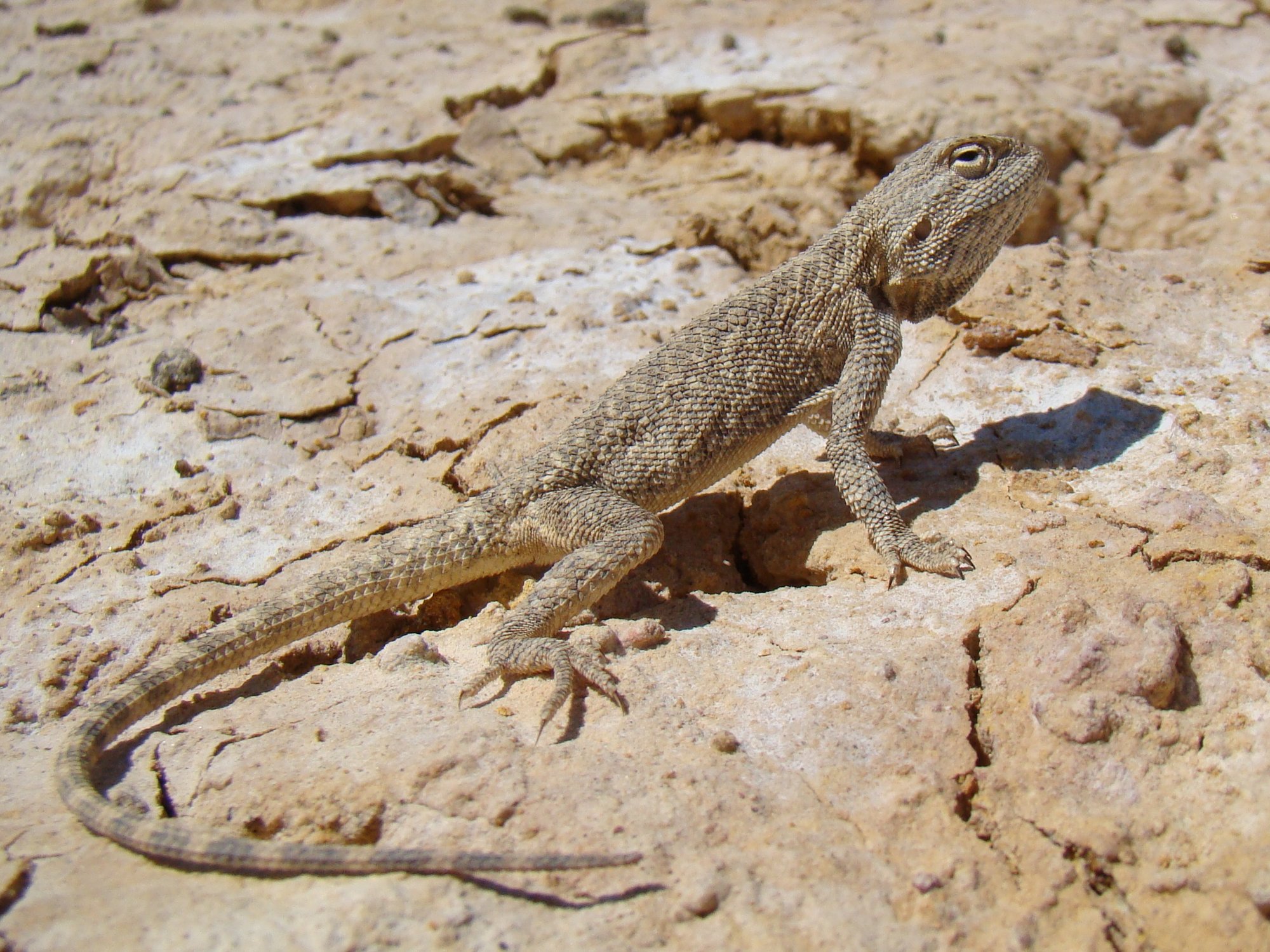 Steppenagame (Trapelus sanguinolentus), typisches Aussehen der Art