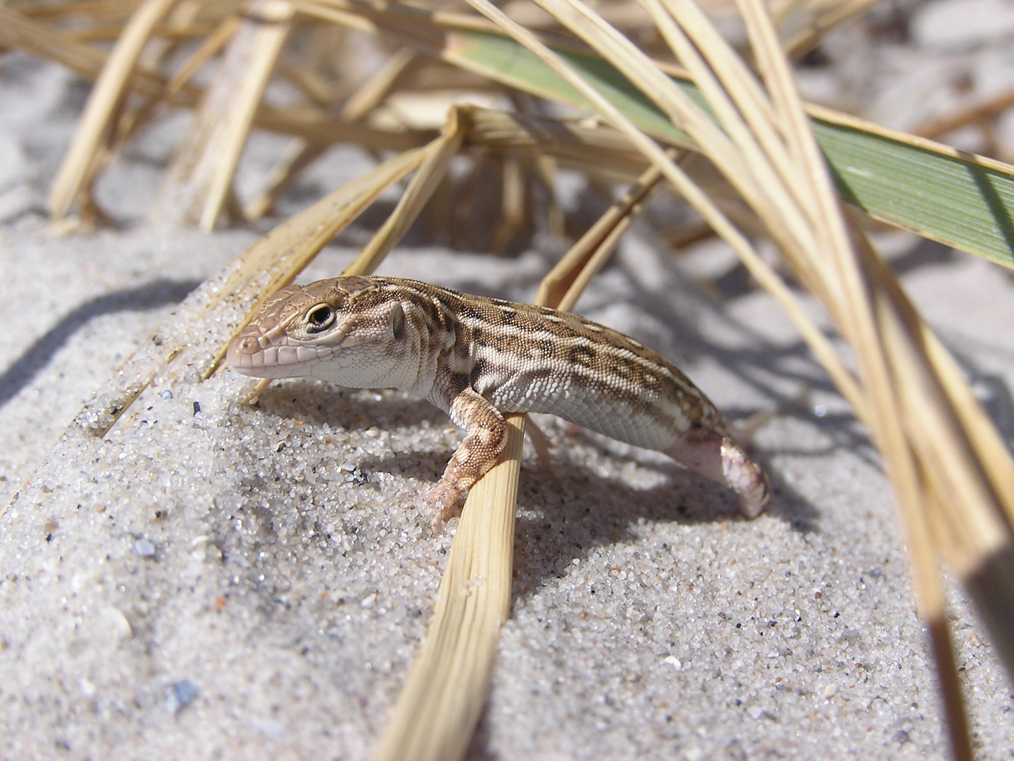 Steppenrenner (Eremias arguta), typisches Aussehen der Art