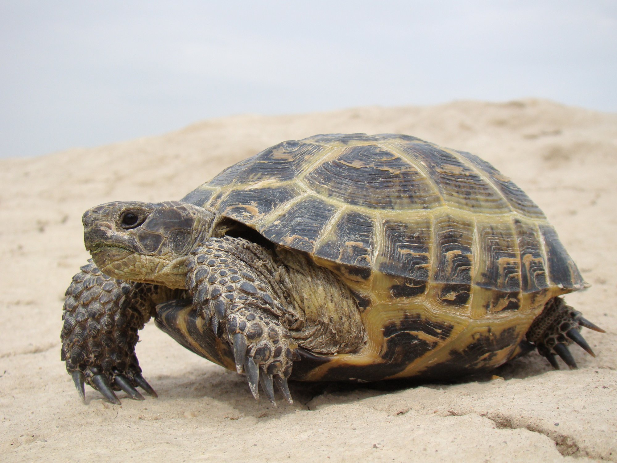 Steppenschildkröte (Testudo horsfieldii), typisches Aussehen der Art