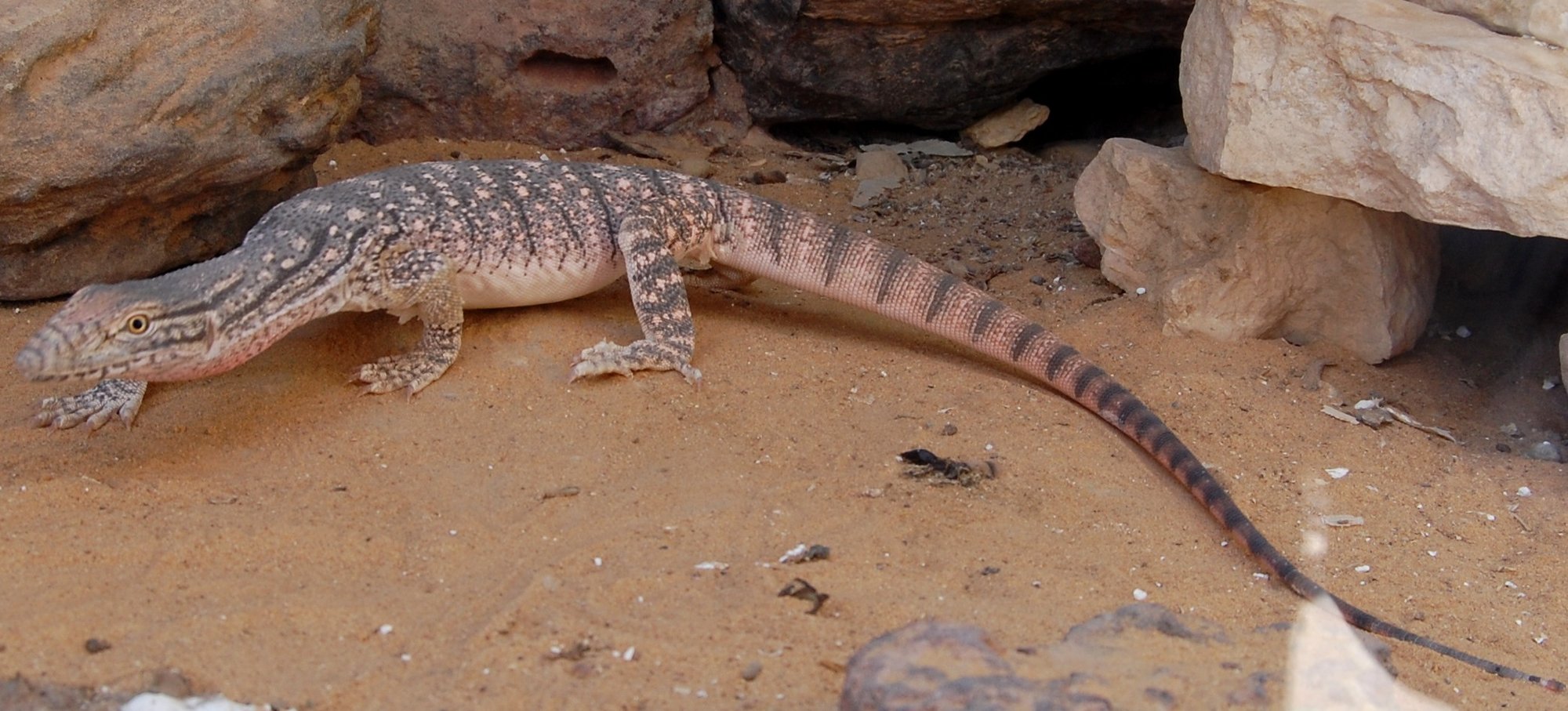 Steppenwaran (Varanus griseus), typisches Aussehen der Art