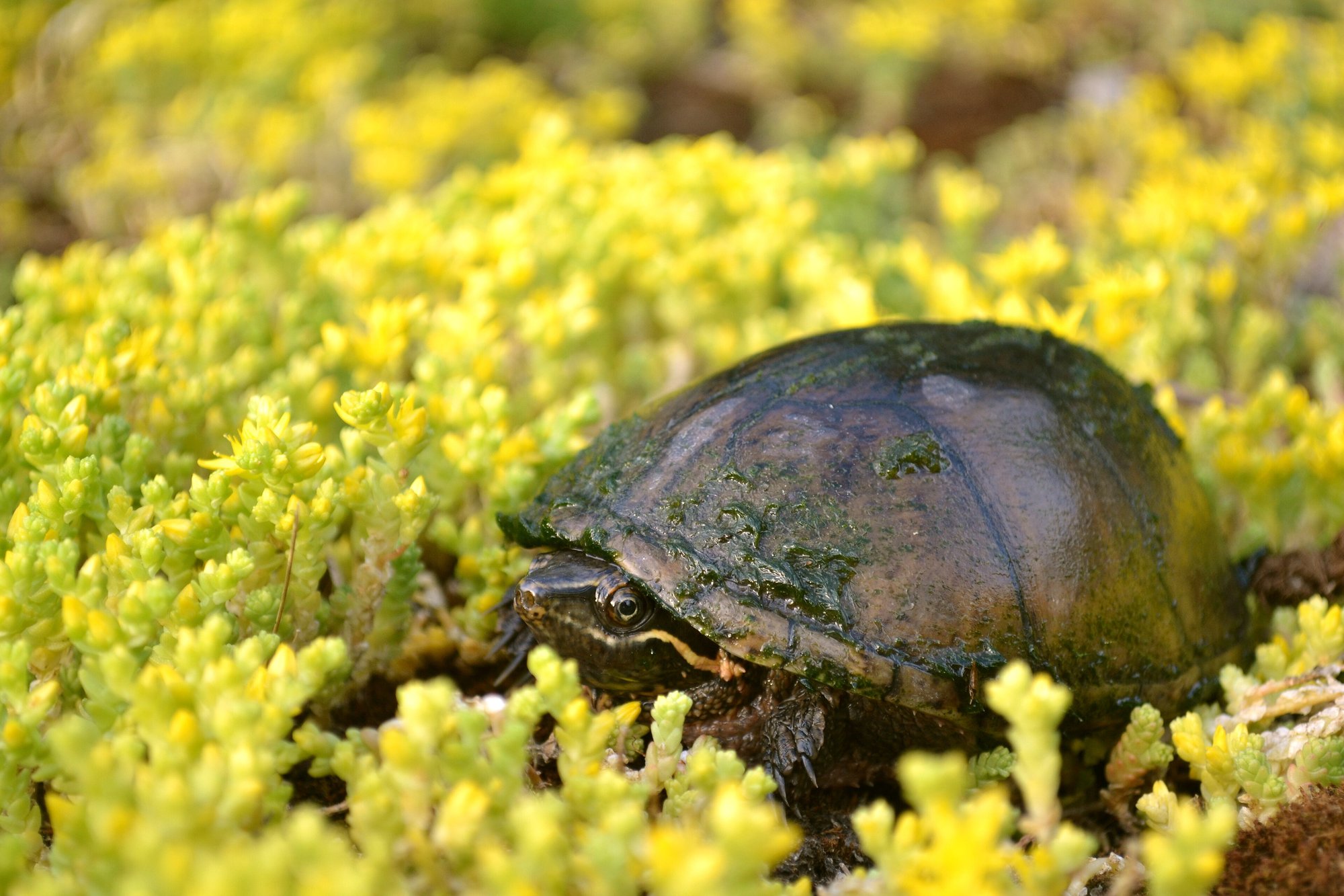 Stinkdosenschildkröte (Sternotherus odoratus), typisches Aussehen der Art