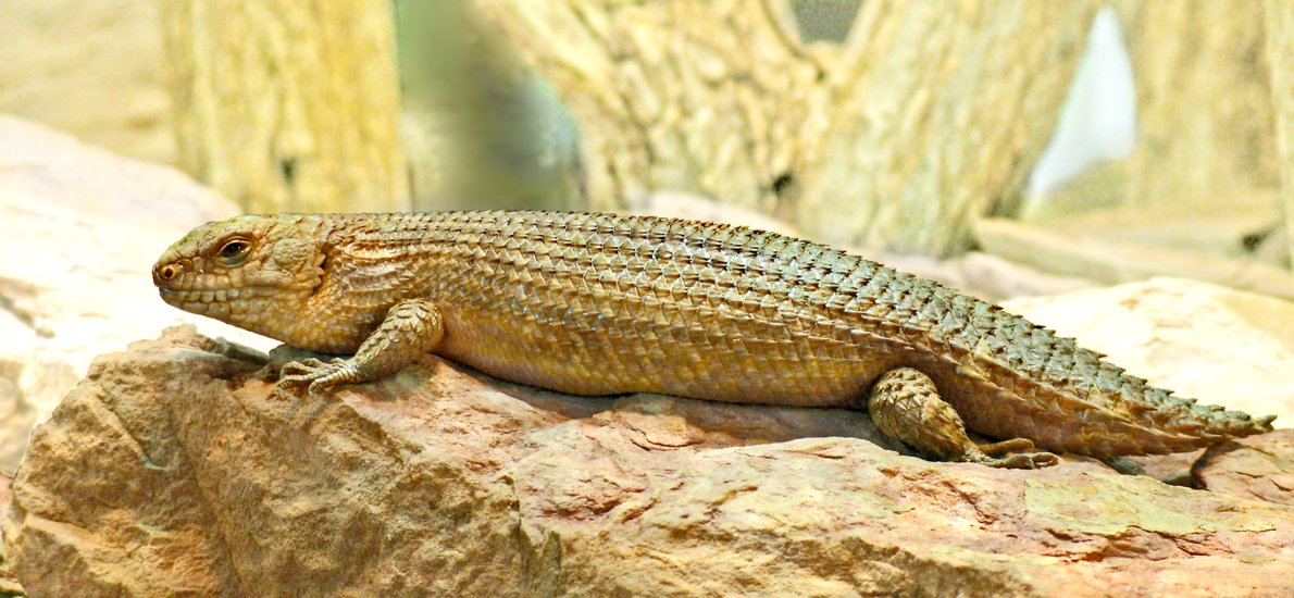 Stokes-Skink (Egernia stokesii), typisches Aussehen der Art