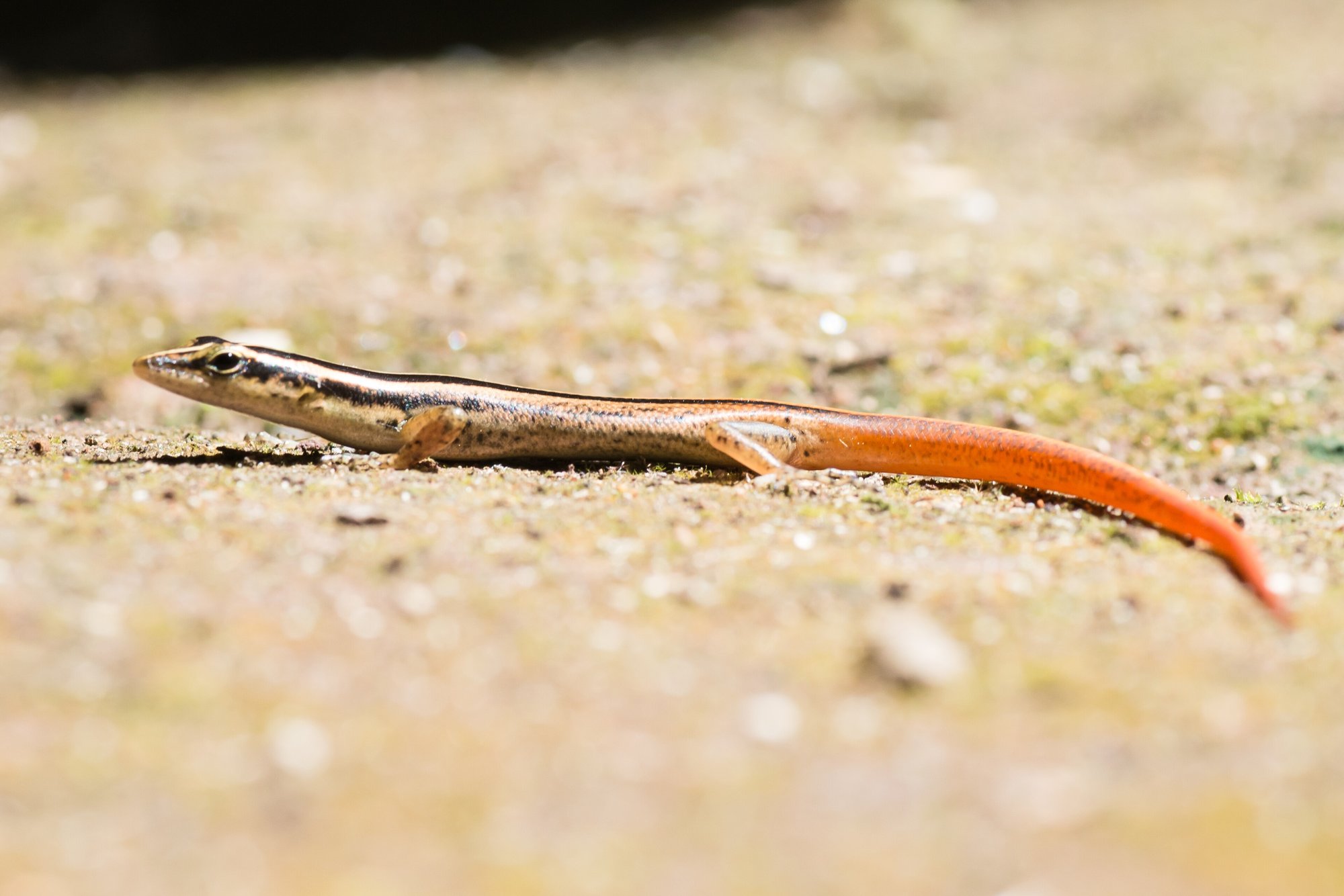 Streifen-Zwergskink (Lipinia vittigera), typisches Aussehen der Art