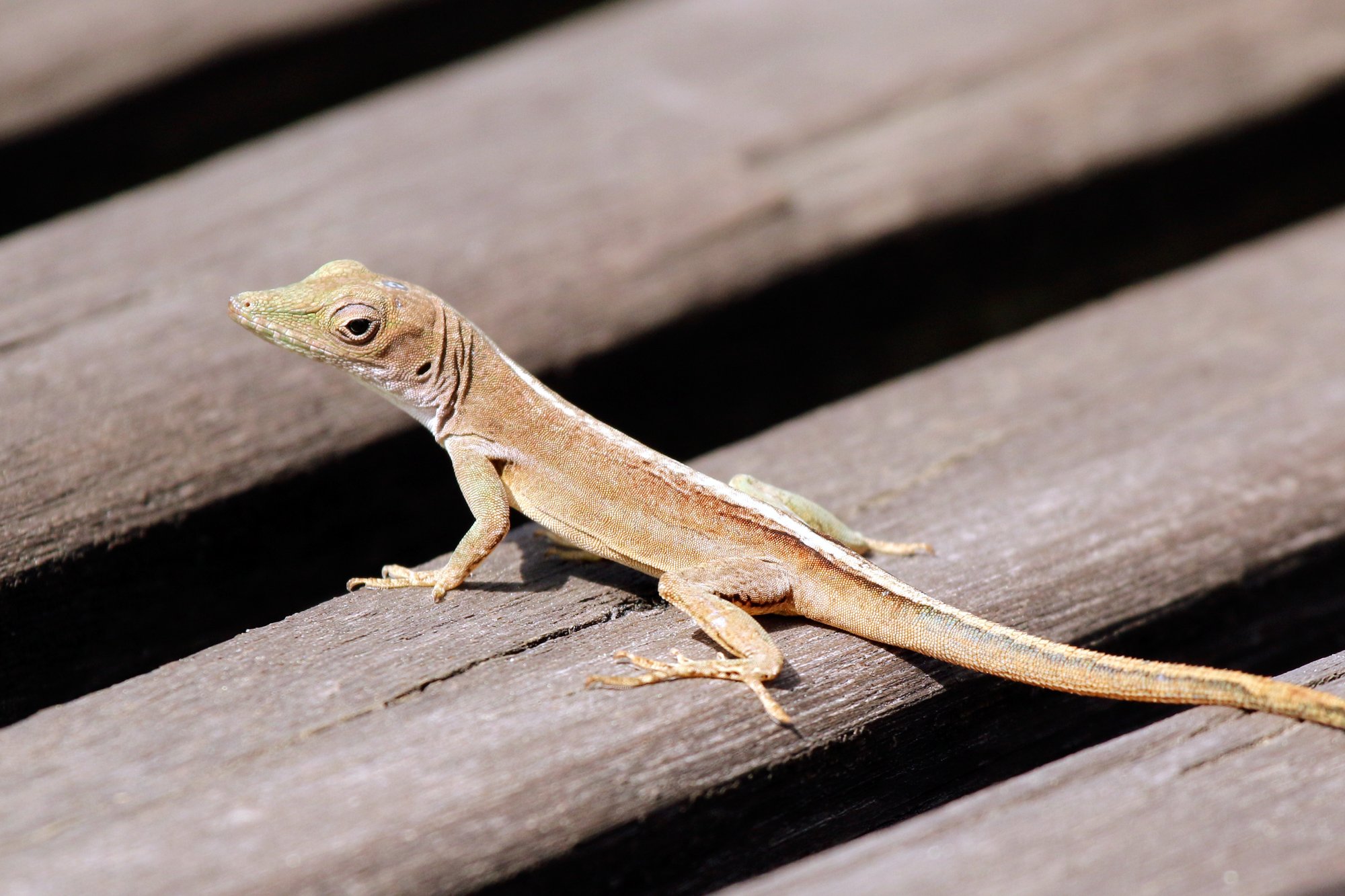 Streifenanolis (Anolis lineatopus), typisches Aussehen der Art
