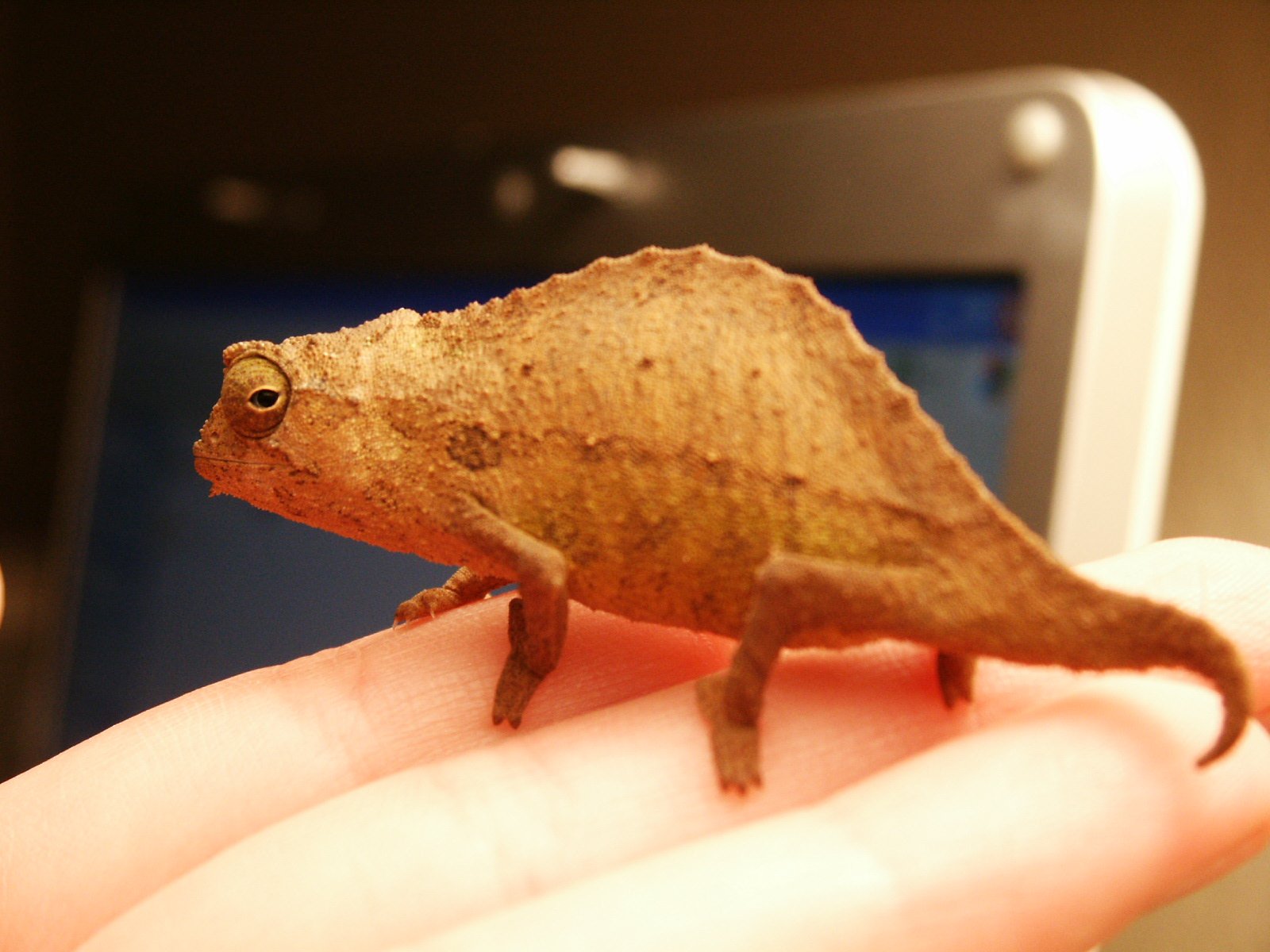 Stummelschwanzchamäleon (Rieppeleon brevicaudatus), typisches Aussehen der Art