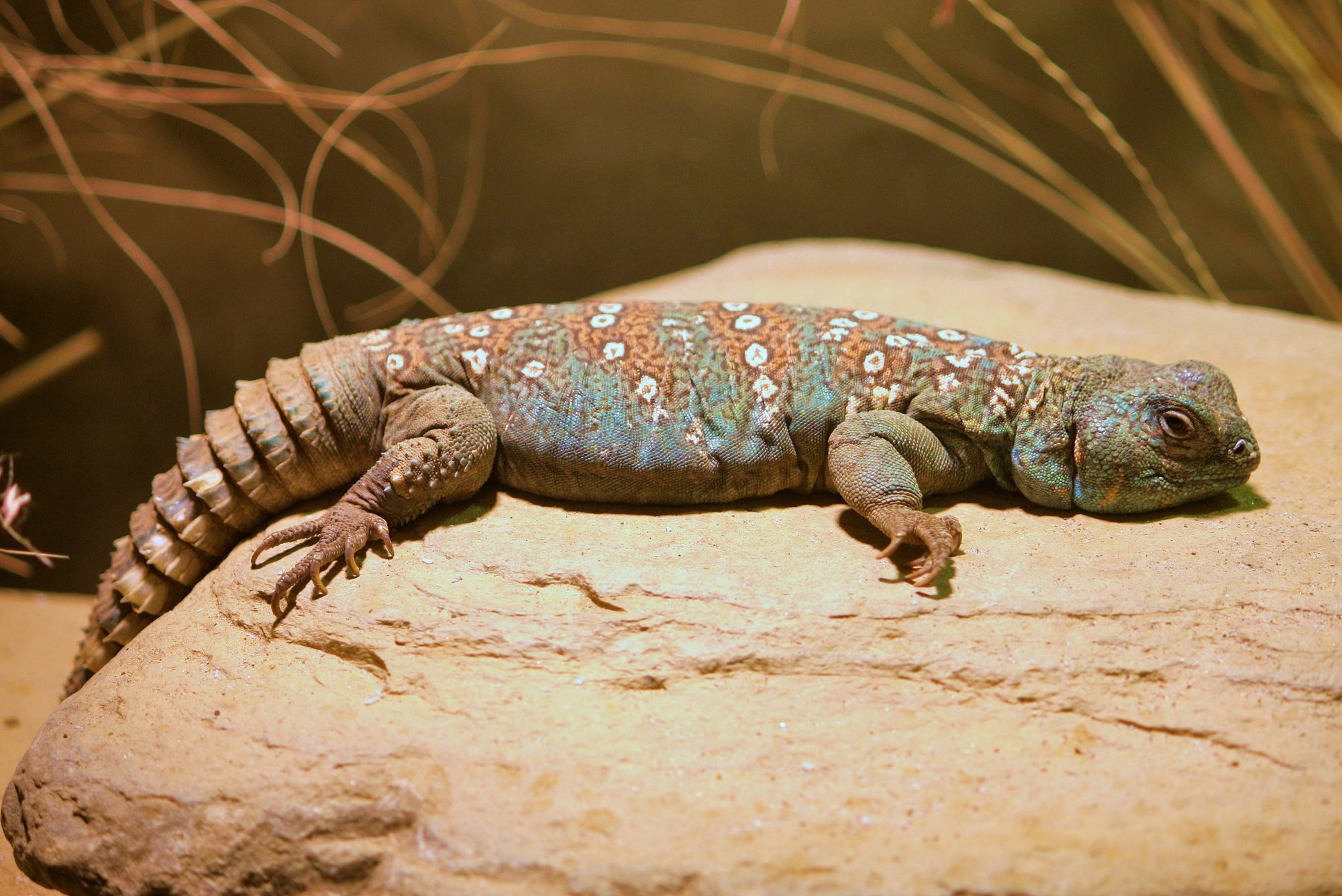 Sudan-Dornschwanzagame (Uromastyx ocellata), typisches Aussehen der Art