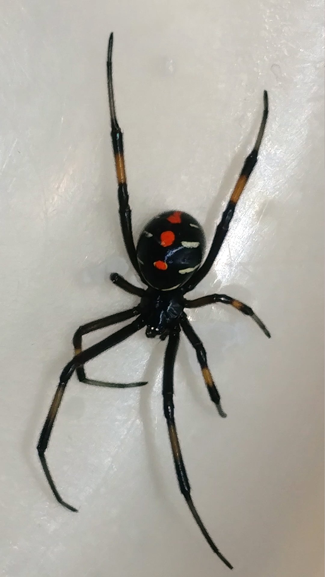 Südliche Schwarze Witwe (Latrodectus mactans), typisches Aussehen der Art