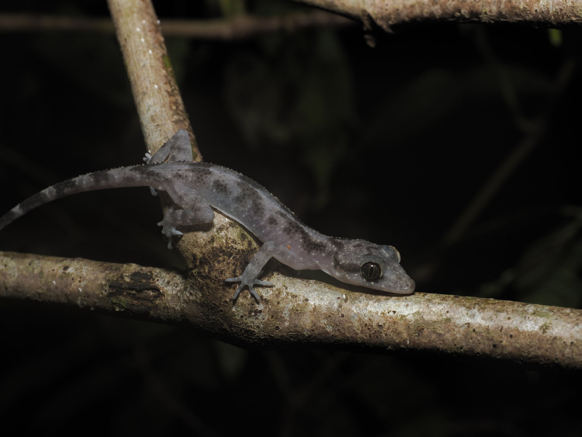 Sulawesi-Bogenfingergecko (Cyrtodactylus jellesmae), typisches Aussehen der Art