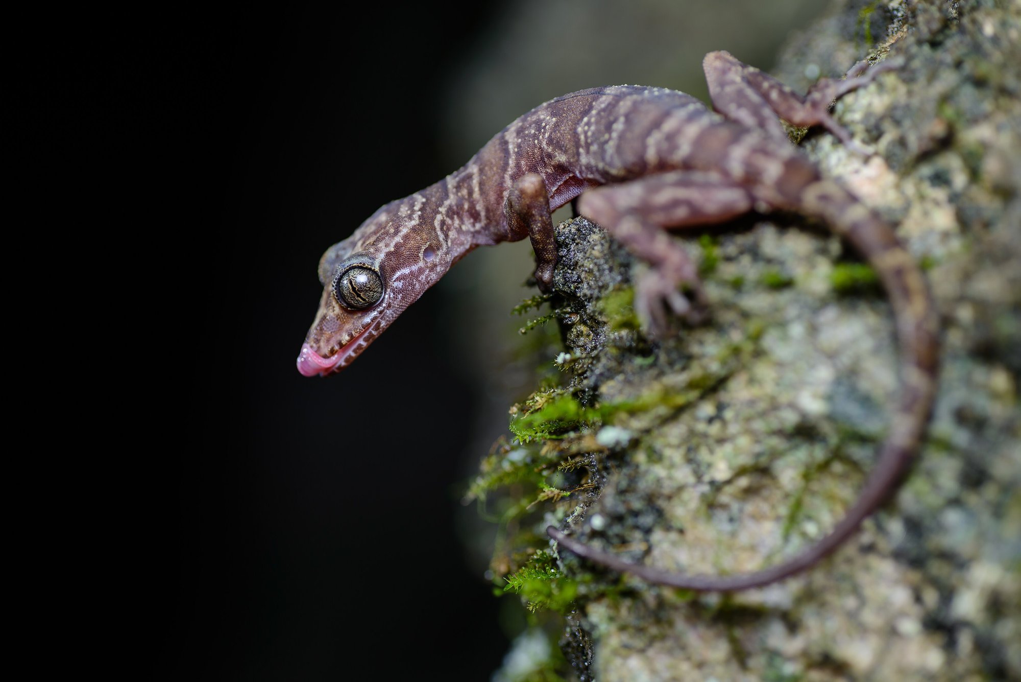 Sumonthas Bogenfingergecko (Cyrtodactylus sumonthai), typisches Aussehen der Art