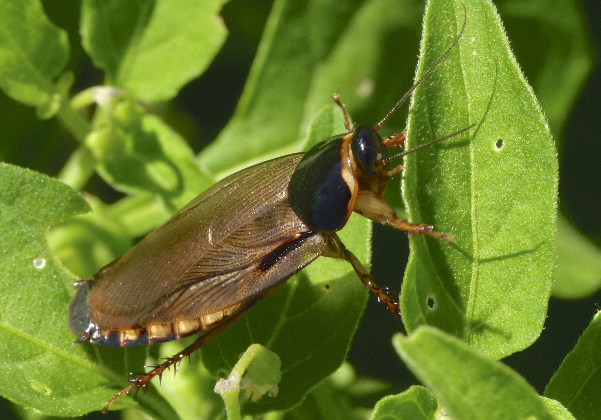 Surinam-Schabe (Pycnoscelus surinamensis), typisches Aussehen der Art