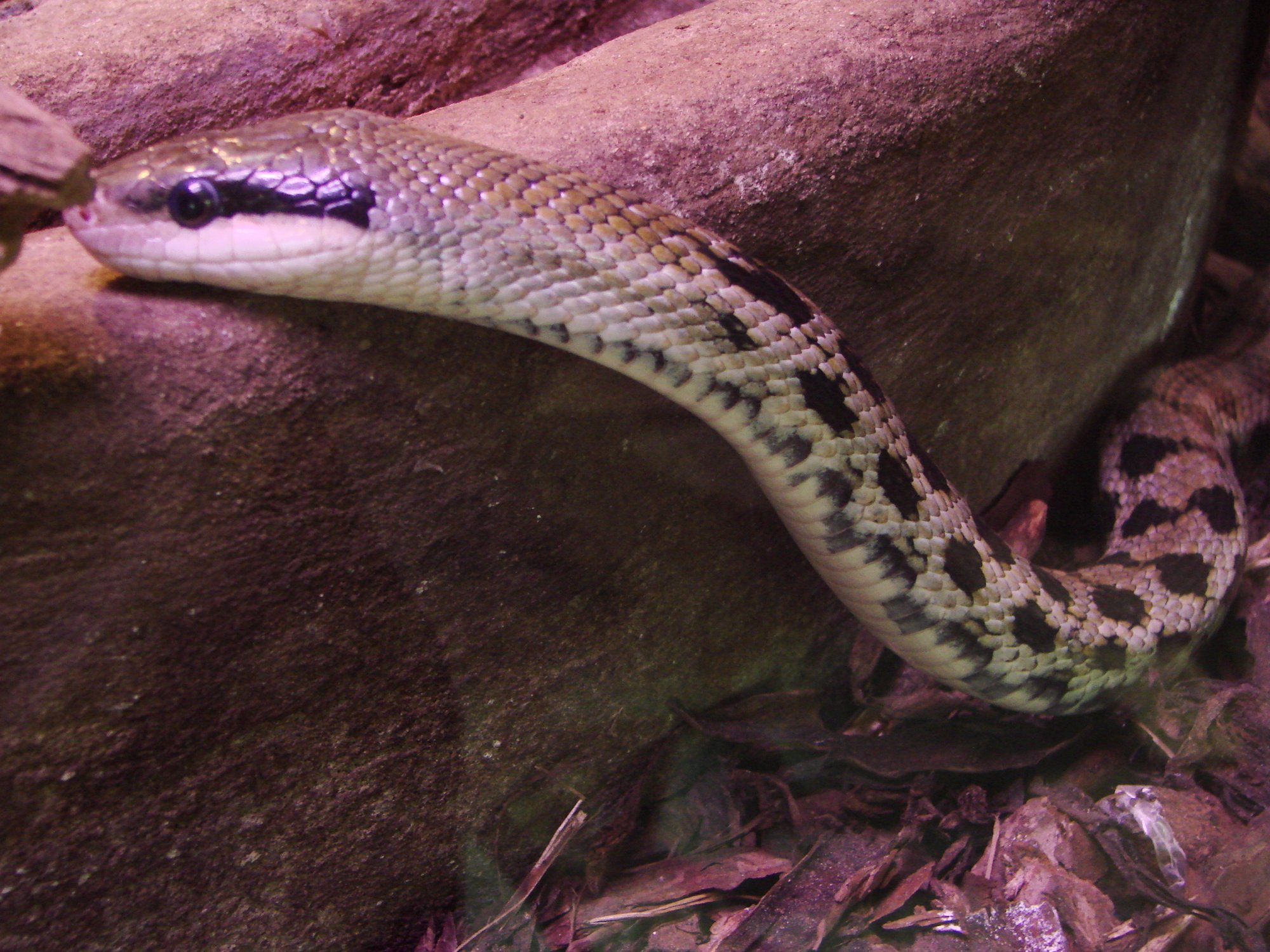 Taiwan Beauty Snake (Orthriophis taeniurus friesei), typisches Aussehen der Art