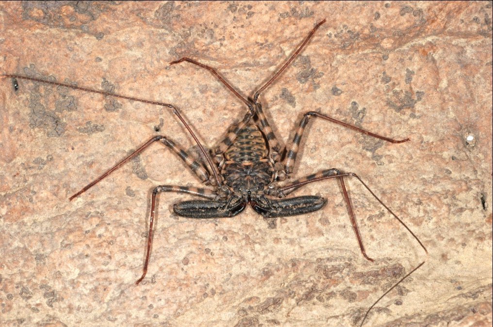 Tansania-Geißelspinne (Damon diadema), typisches Aussehen der Art