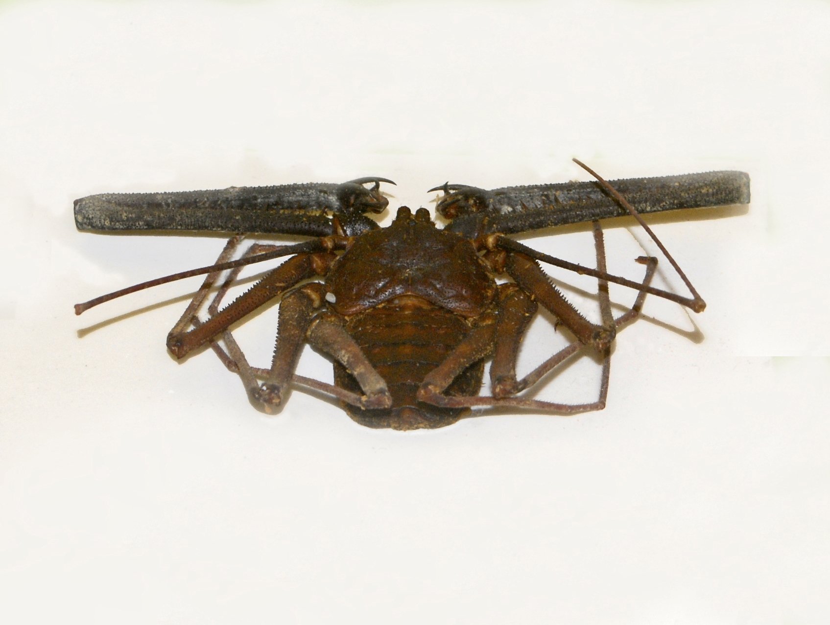 Tansania-Geißelspinne (Damon medius), typisches Aussehen der Art